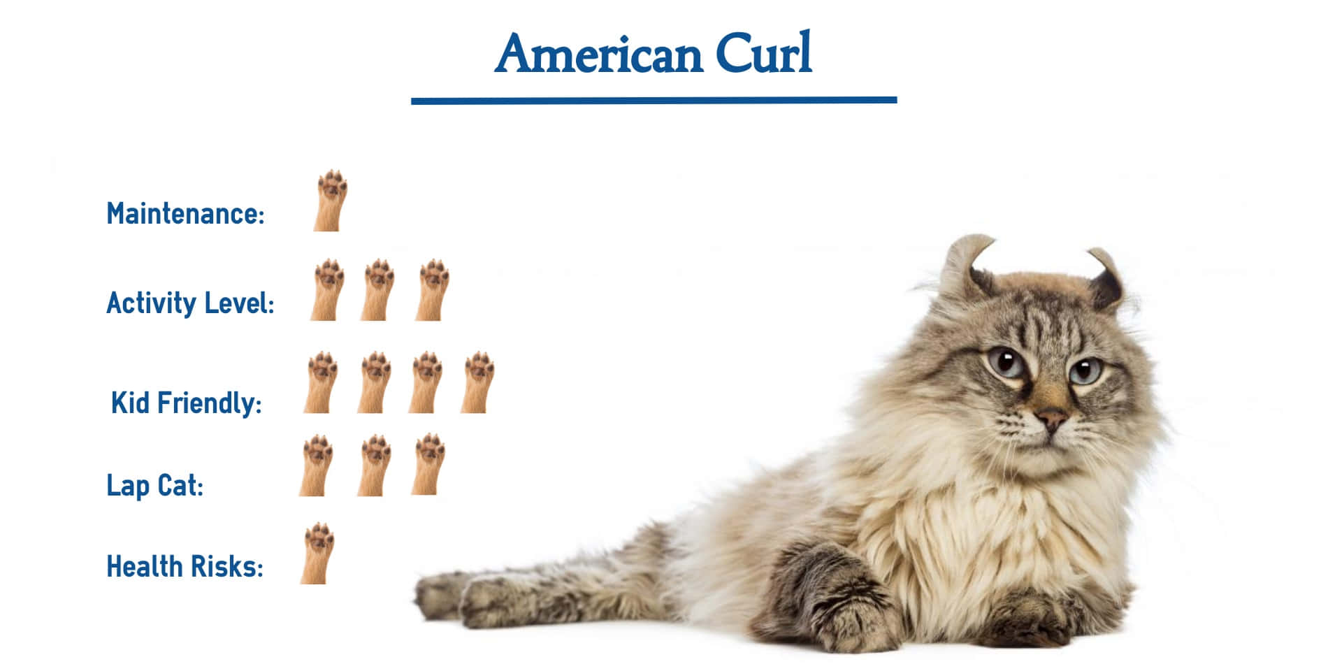 American Curl 桌布 壁紙 — 一隻毛茸茸的美國捲毛貓，有捲曲的耳朵，平靜地躺在白色背景上，旁邊有一個詳細列出其特徵的圖表。
