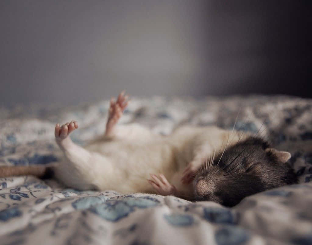 動物 桌布 壁紙 — 一隻毛茸茸的老鼠在圖案毯子上仰臥，爪子朝天，安詳地睡覺。