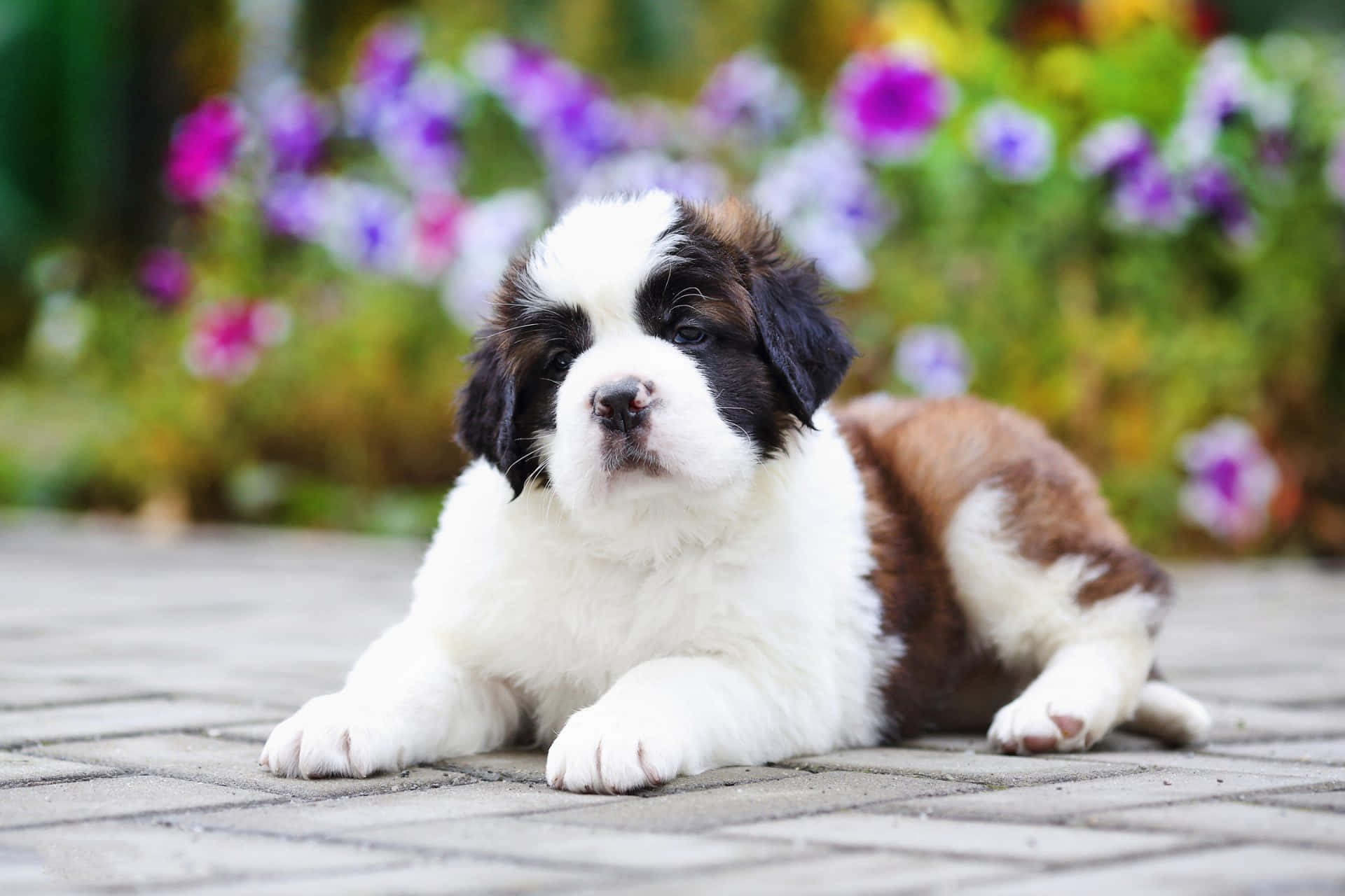 狗 桌布 壁紙 — 一隻毛茸茸的聖伯納犬幼犬，有白色和棕色的毛髮，躺在石徑上，周圍是模糊的彩色花朵。