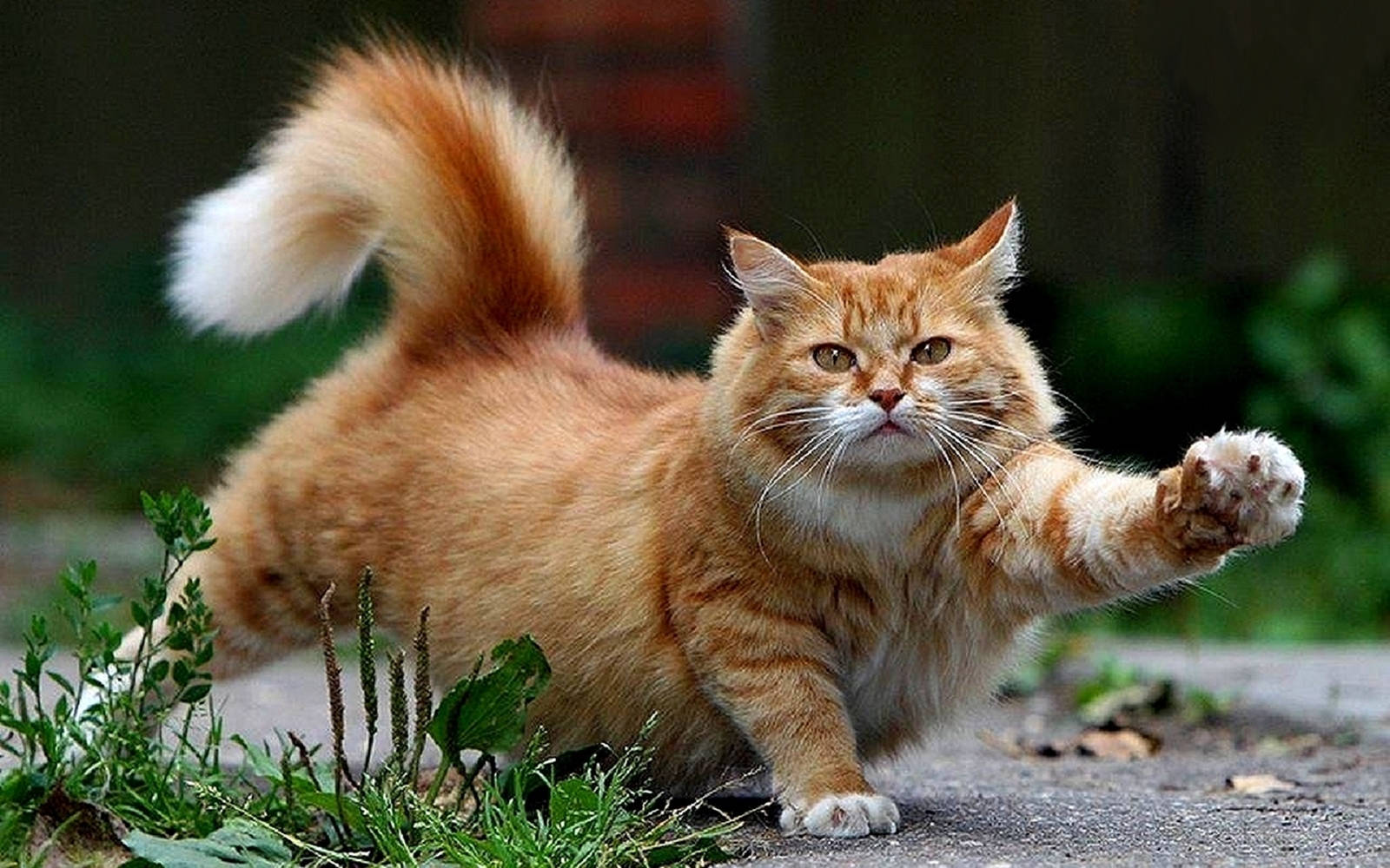 cat walking 桌布 壁紙 — 一隻毛茸茸的薑貓，尾巴尖端白色，警覺地站在鋪砌的小路上，周圍是綠色植物。