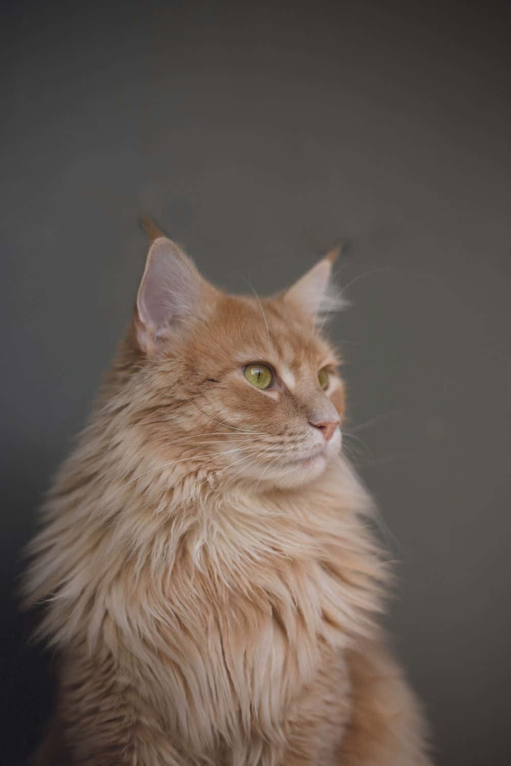 Manx Cat 桌布 壁紙 — 一隻毛茸茸的薑貓，擁有引人注目的綠色眼睛，在柔和的灰色背景下若有所思地凝視著。