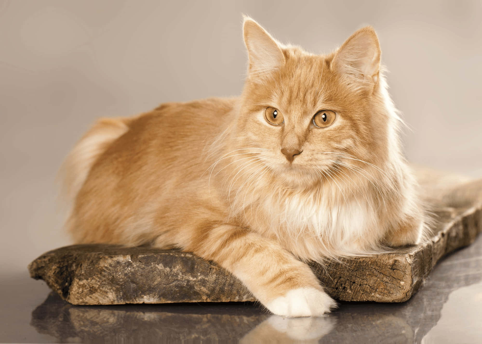 Kurilian Bobtail 桌布 壁紙 — 一隻毛茸茸的薑貓，擁有明亮的琥珀色眼睛，在柔軟的灰色背景前，威風凜凜地躺在一塊風化的木板上。