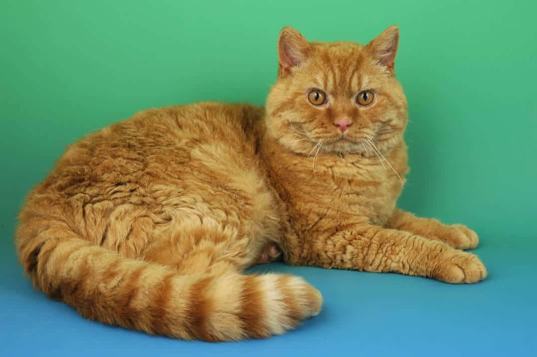 Selkirk Rex 桌布 壁紙 — 一隻毛茸茸的薑貓，有著大大的琥珀色眼睛，在充滿活力的青綠色和藍色工作室背景前，像皇室成員般悠閒地躺著。