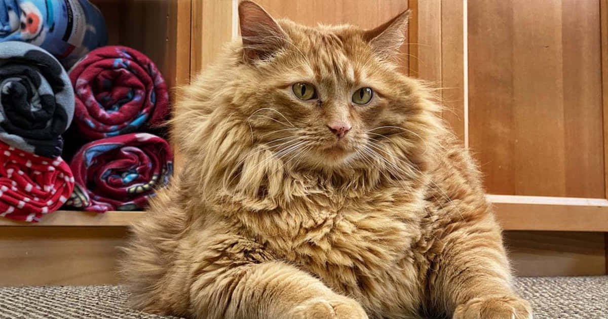 Fat Cat 桌布 壁紙 — 一隻毛茸茸的薑貓，有著綠色眼睛，威風凜凜地坐在鋪有地毯的地板上，旁邊是捲起的毯子和木架。