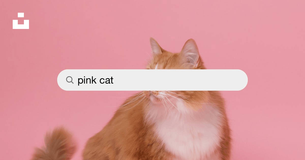 Pink Cat 桌布 壁紙 — 一隻毛茸茸的薑貓，白色胸部，坐在純粉紅色背景上，帶有搜尋欄覆蓋層，顯示粉紅貓。