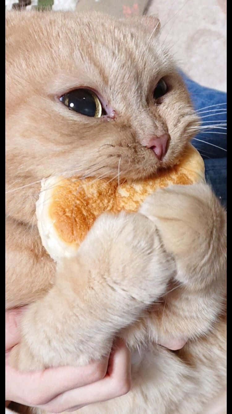 Pet Memes 桌布 壁紙 — 一隻毛茸茸的薑貓在人類手中輕輕抱著一個柔軟的毛絨玩具的特寫。