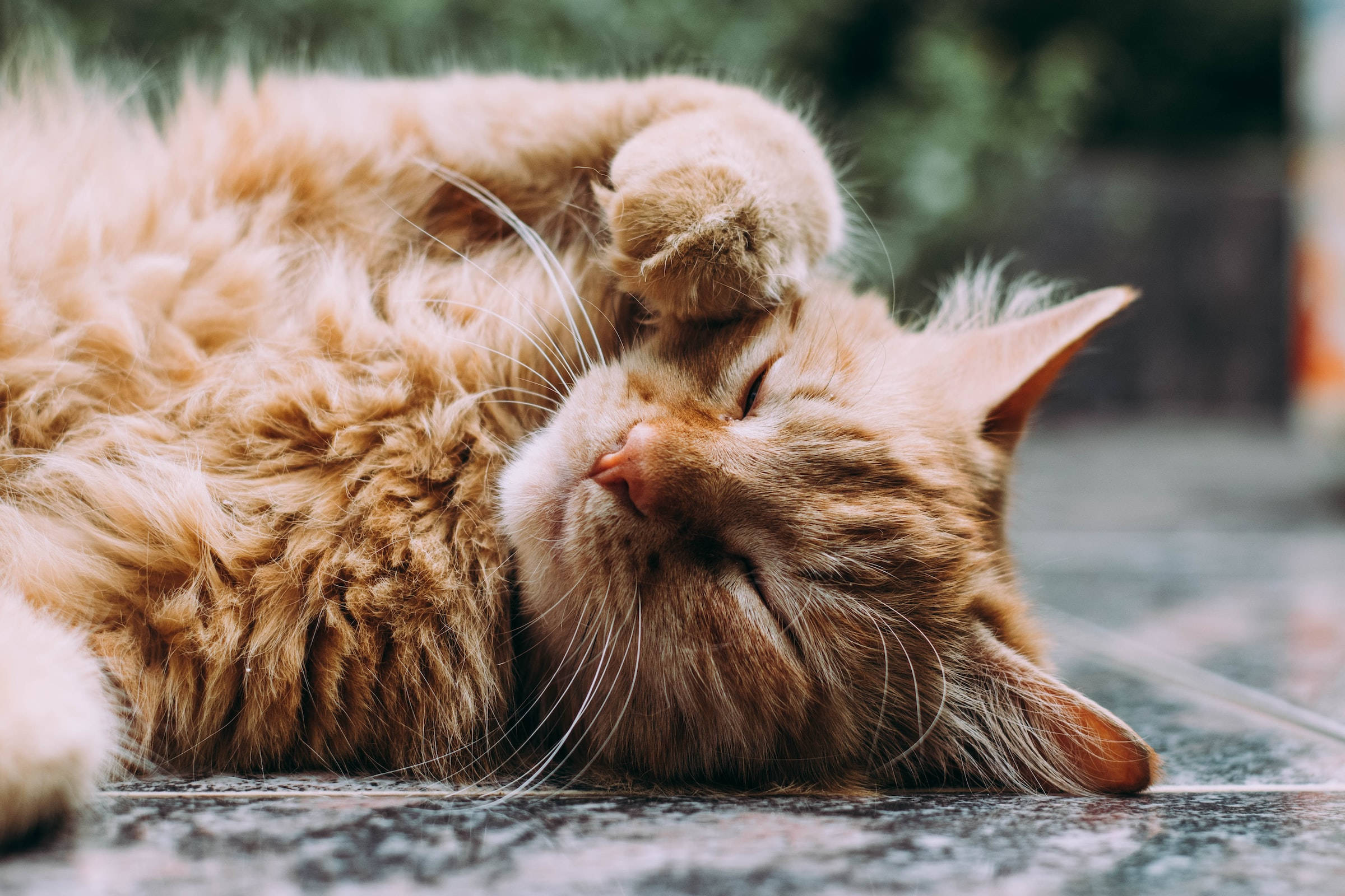 Sleeping 桌布 壁紙 — 一隻毛茸茸的薑貓在石頭表面上仰臥，舉起腳掌安詳地睡覺。