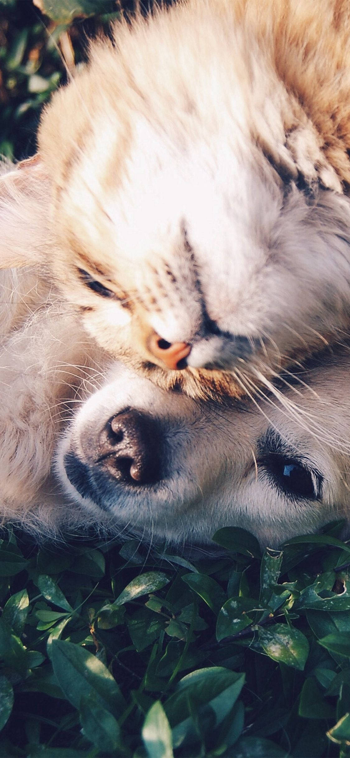 animals 桌布 壁紙 — 一隻毛茸茸的薑貓在陽光下的綠色樹葉中休息時，用鼻子蹭著黃金獵犬的鼻子。