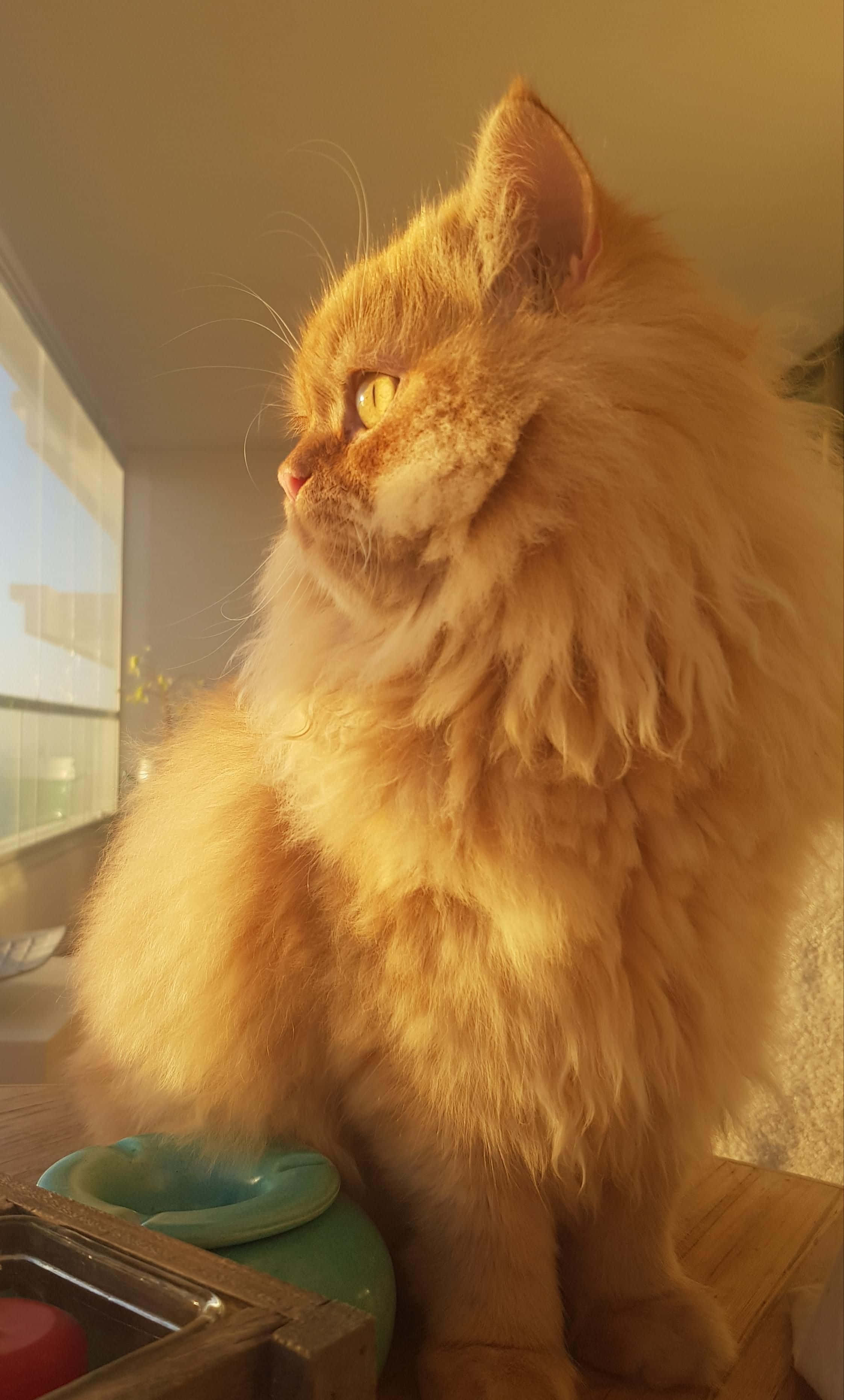 Cute Cat 桌布 壁紙 — 一隻毛茸茸的薑貓坐在窗邊，沐浴在溫暖的金色陽光中。