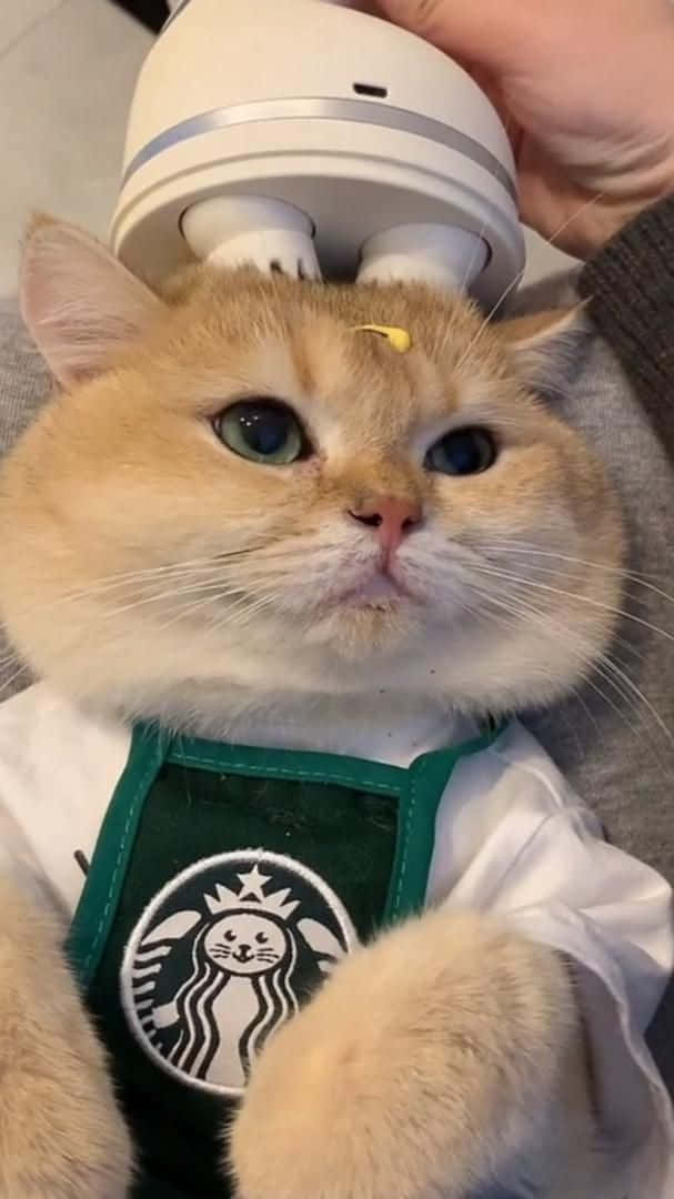 Crazy Cat 桌布 壁紙 — 一隻毛茸茸的薑貓穿著星巴克圍裙，頭上戴著白色機器人頭，用藍色大眼睛直視鏡頭。