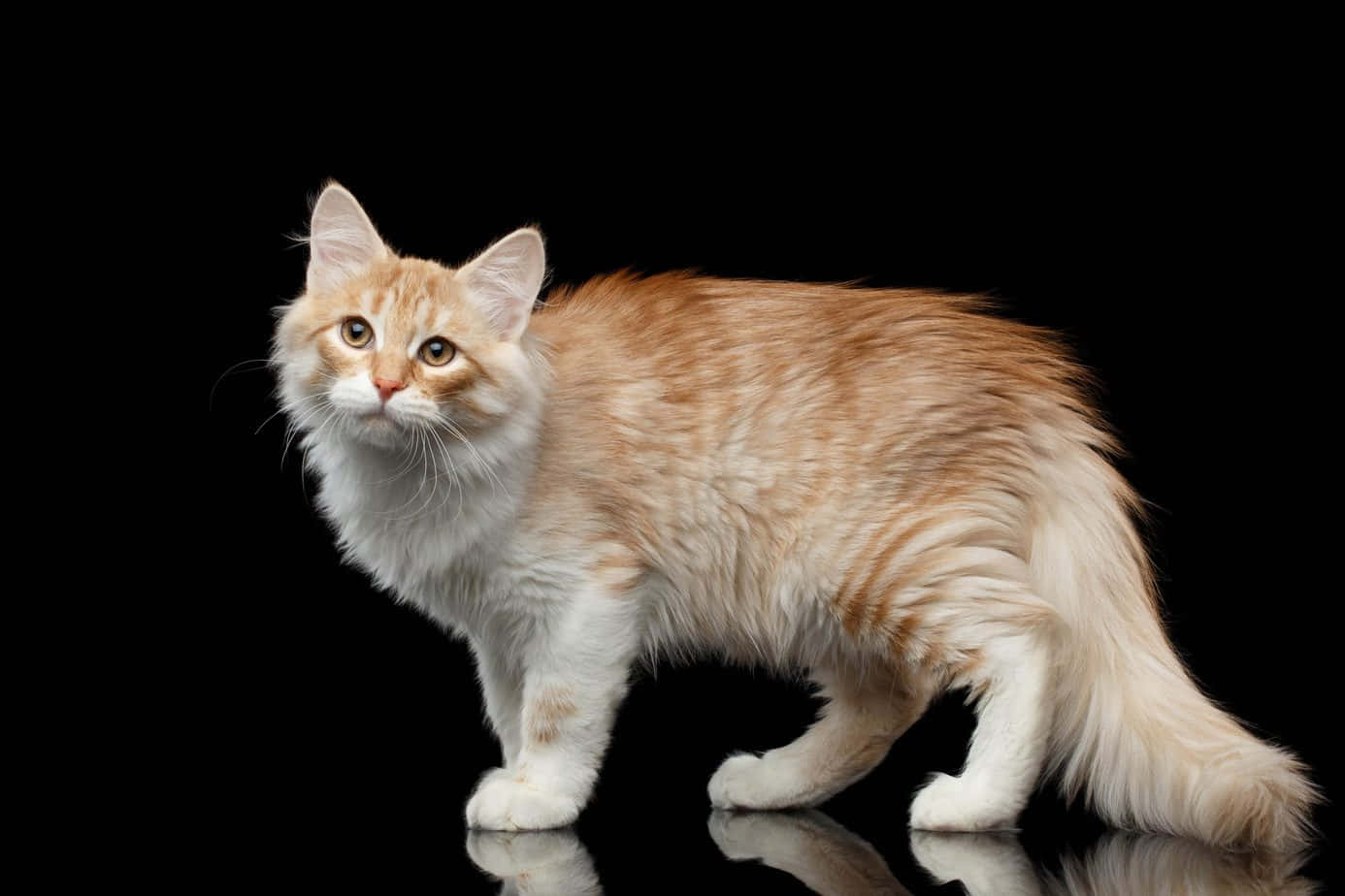 Siberian Cat 桌布 壁紙 — 一隻毛茸茸的薑黃色和白色貓咪站在純黑色背景前的反光黑色表面上。