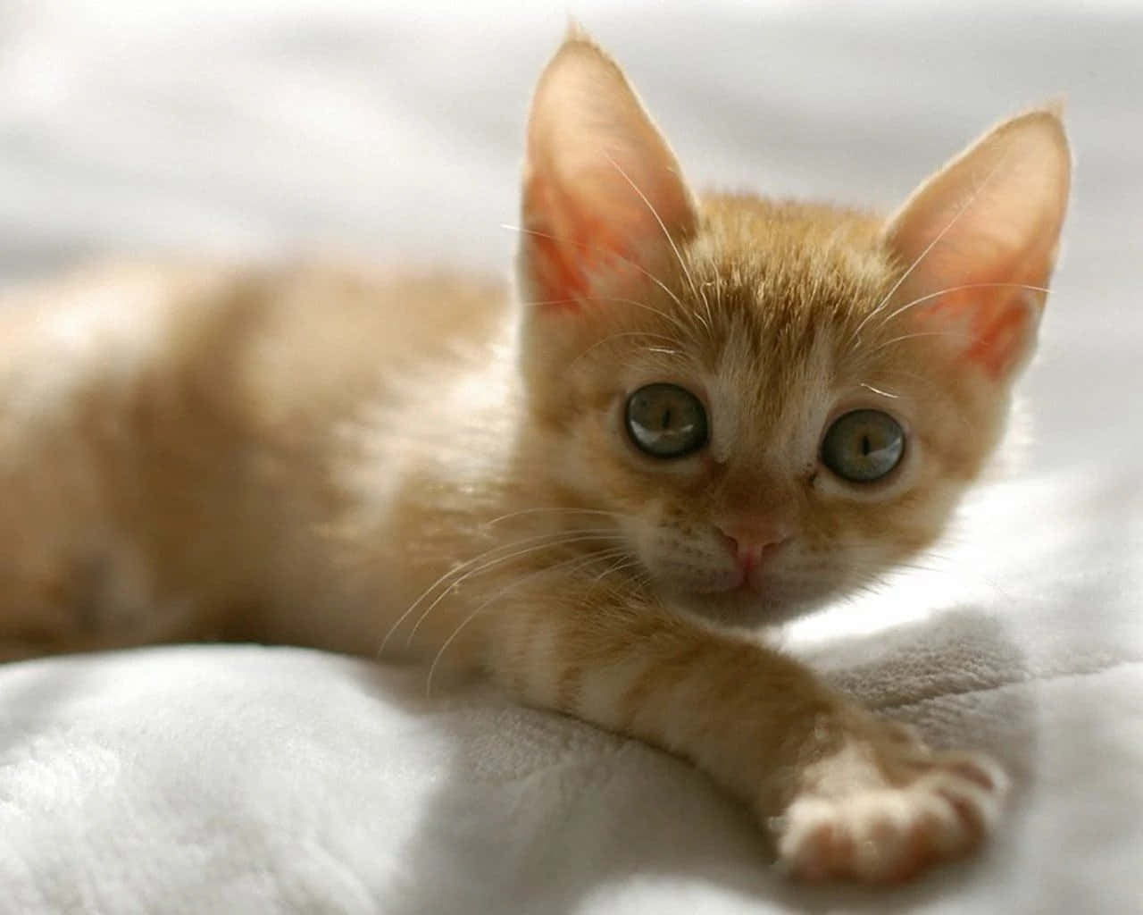 baby cat 桌布 壁紙 — 一隻毛茸茸的薑黃色小貓，有著大大的綠色眼睛，躺在柔軟的白色毯子上，沐浴在溫暖的陽光中。