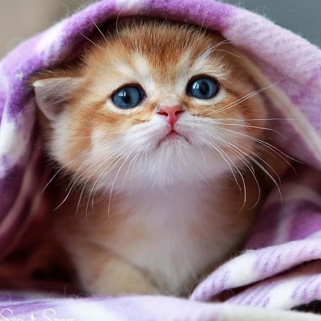 cute kitty 桌布 壁紙 — 一隻毛茸茸的薑黃色小貓，有著引人注目的藍眼睛，從柔軟的紫色毯子下探出頭來。