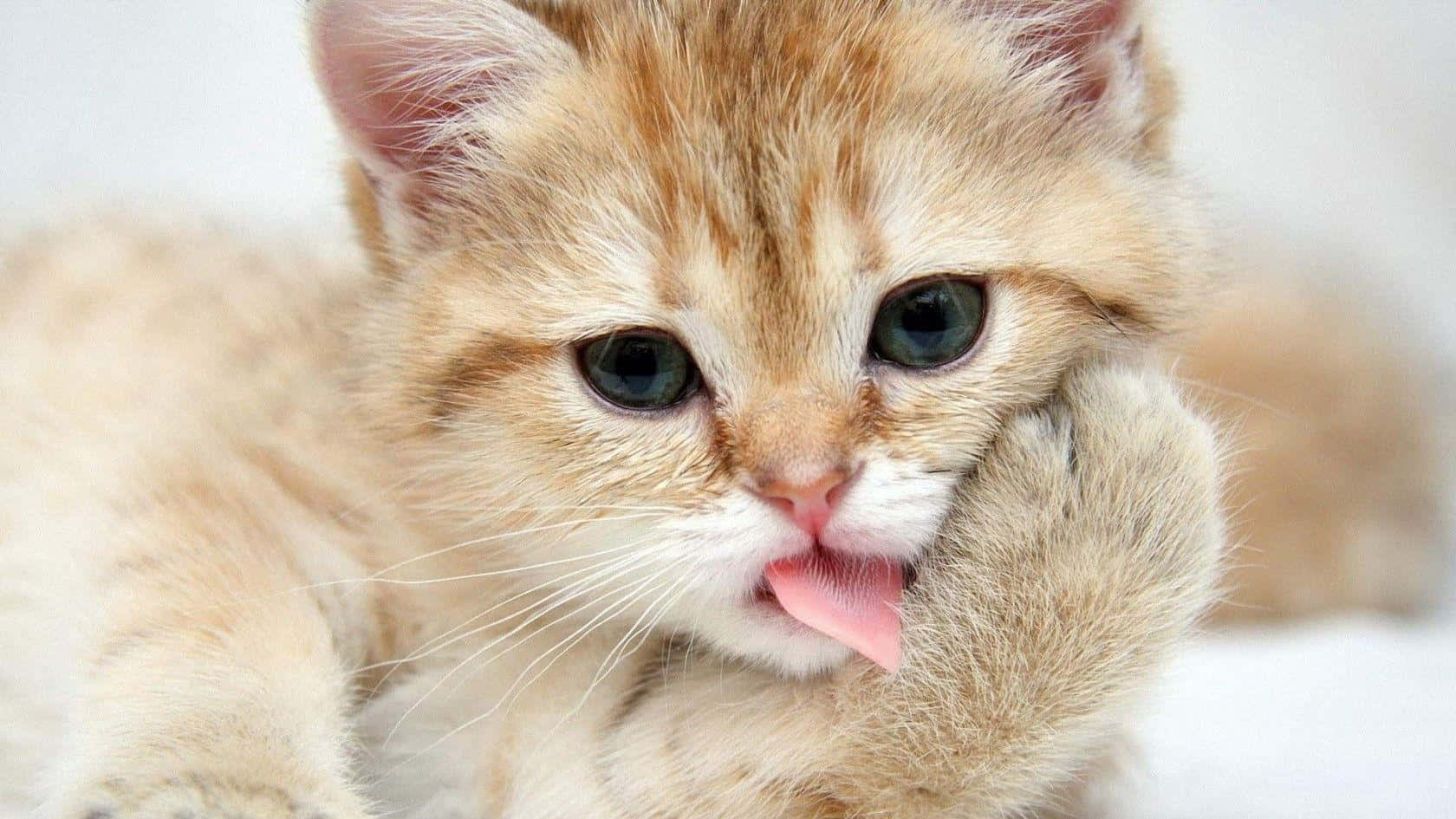 Funny Cute Animals 桌布 壁紙 — 一隻毛茸茸的薑黃色小貓，有著明亮的綠色眼睛，在柔軟的白色背景上舔著爪子。
