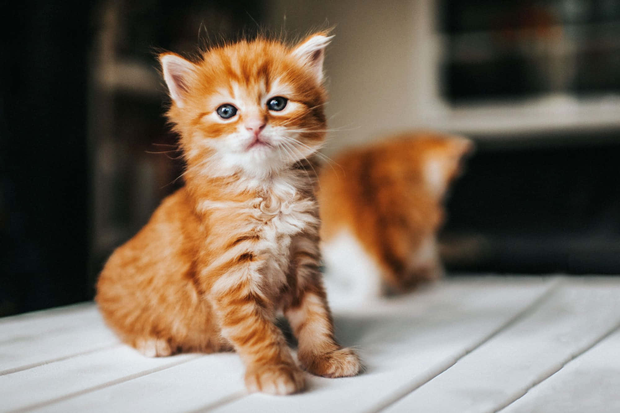 Cute Kittens 桌布 壁紙 — 一隻毛茸茸的薑黃色小貓，有著明亮的藍色眼睛，好奇地坐在白色木質表面上，而另一隻小貓在背景中模糊了。