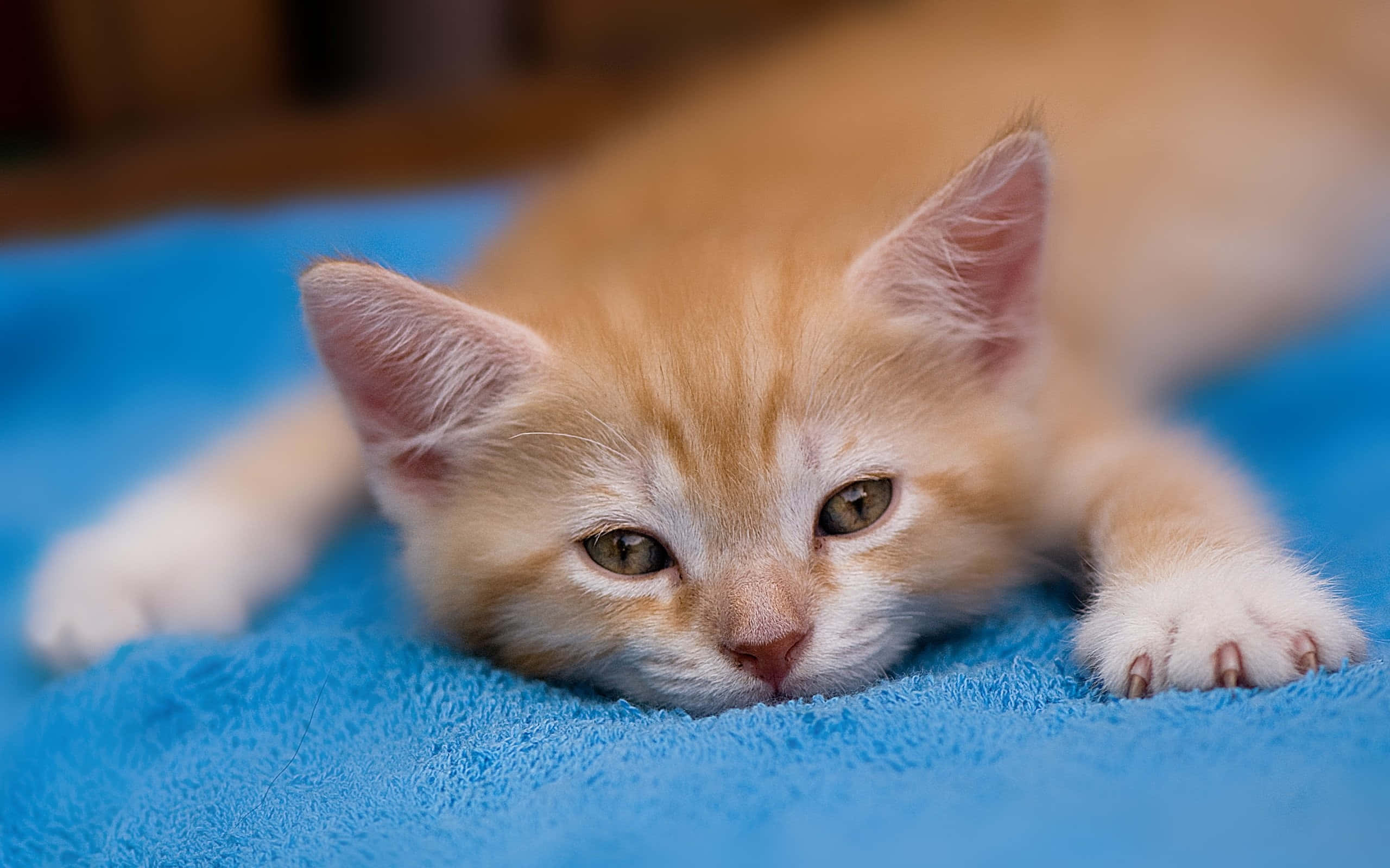 Cute Cat 桌布 壁紙 — 一隻毛茸茸的薑黃色小貓，綠色眼睛，將頭靠在亮藍色毛巾上，好奇地看著鏡頭。