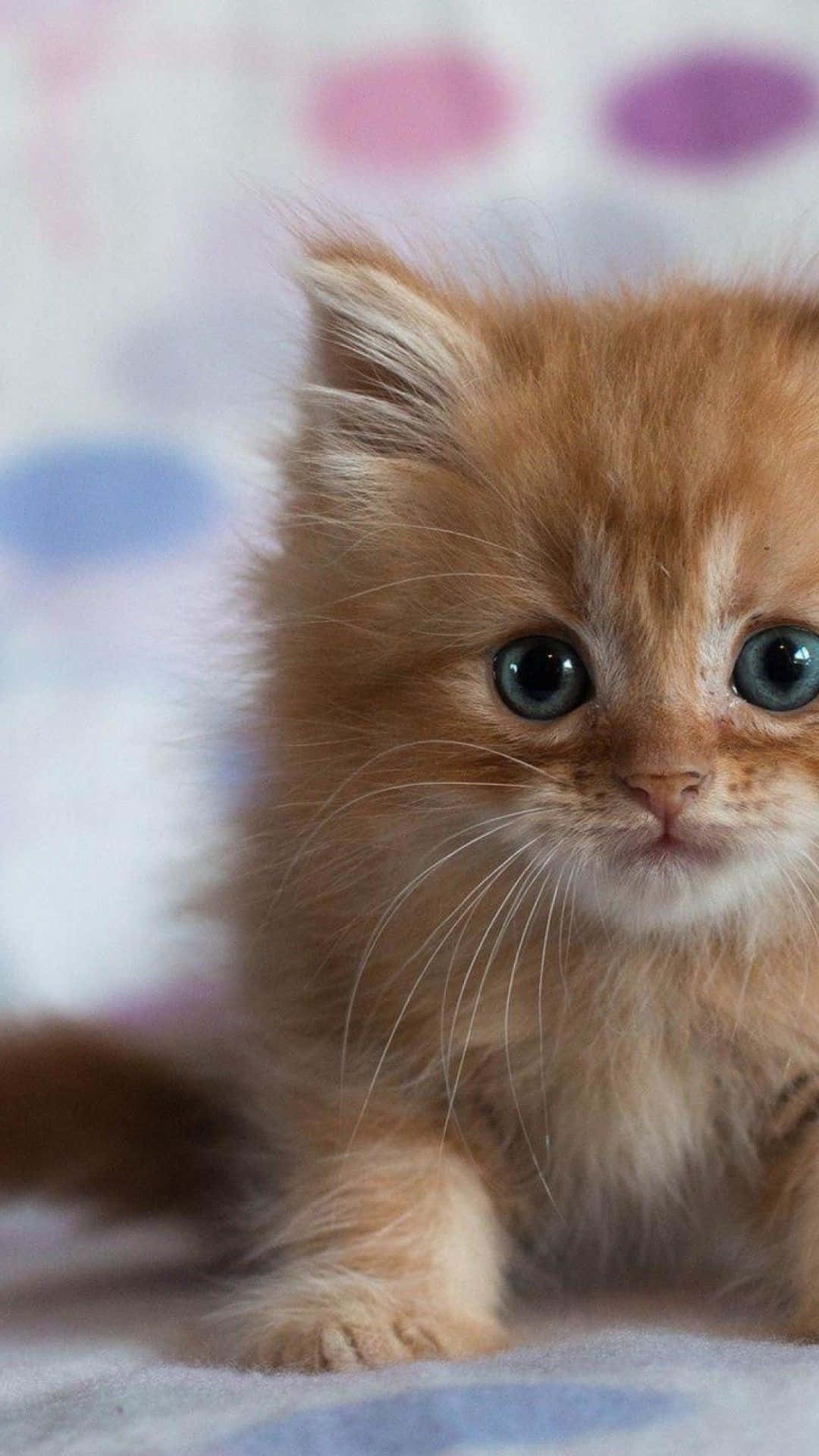 kitty cat 桌布 壁紙 — 一隻毛茸茸的薑黃色小貓咪，有著大大的藍色眼睛，好奇地盯著鏡頭，背景是柔和的粉彩圓點圖案。