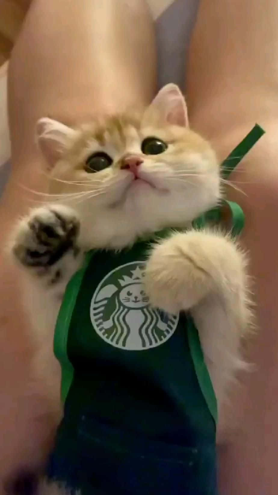 Crazy Cat 桌布 壁紙 — 一隻毛茸茸的薑黃色小貓穿著綠色Starbucks圍裙，坐在人類腿上，爪子舉起，擺出可愛的姿勢。