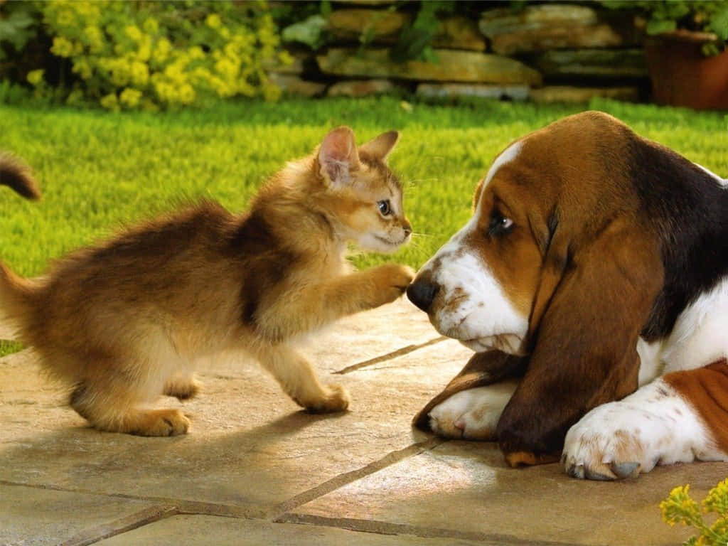 Kitten And Puppy 桌布 壁紙 — 一隻毛茸茸的薑黃色小貓頑皮地輕拍一隻躺在陽光普照的石頭露台上的冷靜巴吉度獵犬。