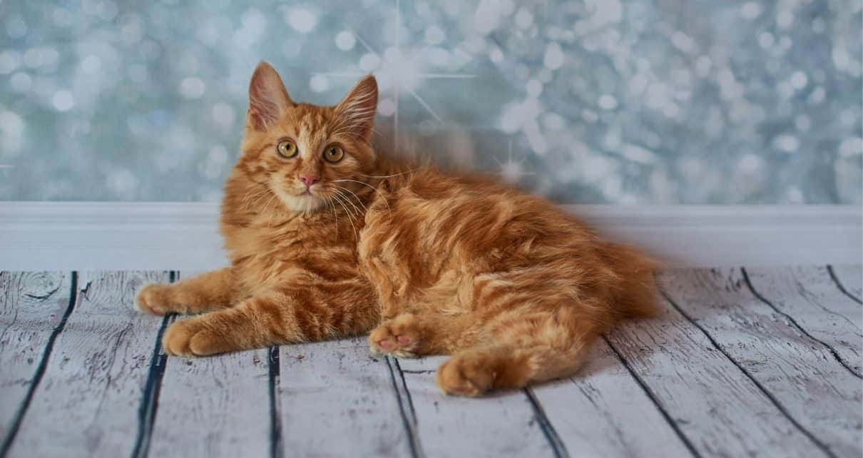 American Bobtail 桌布 壁紙 — 一隻毛茸茸的薑黃色貓咪躺在經風化的白色木板上，背景是閃爍的藍色散景。