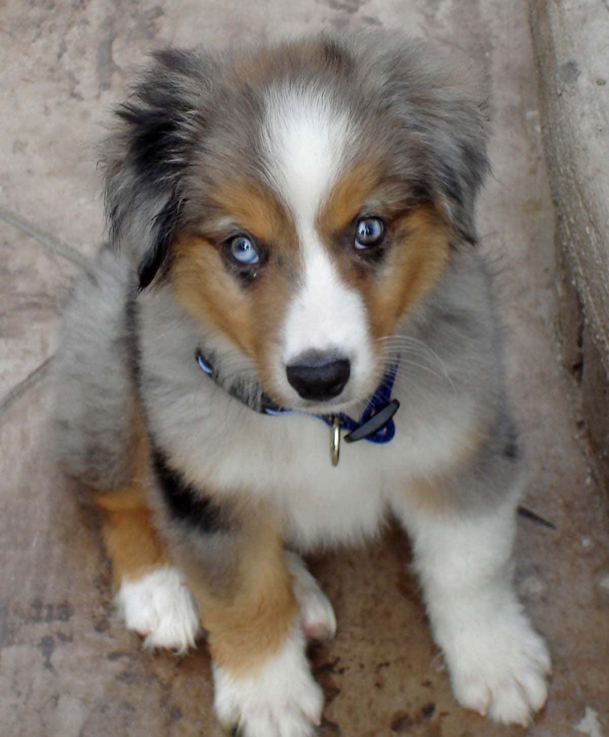 australian shepherd 桌布 壁紙 — 一隻毛茸茸的藍眼小狗，帶有梅爾毛色，坐在石地板上，天真無邪地向上看。