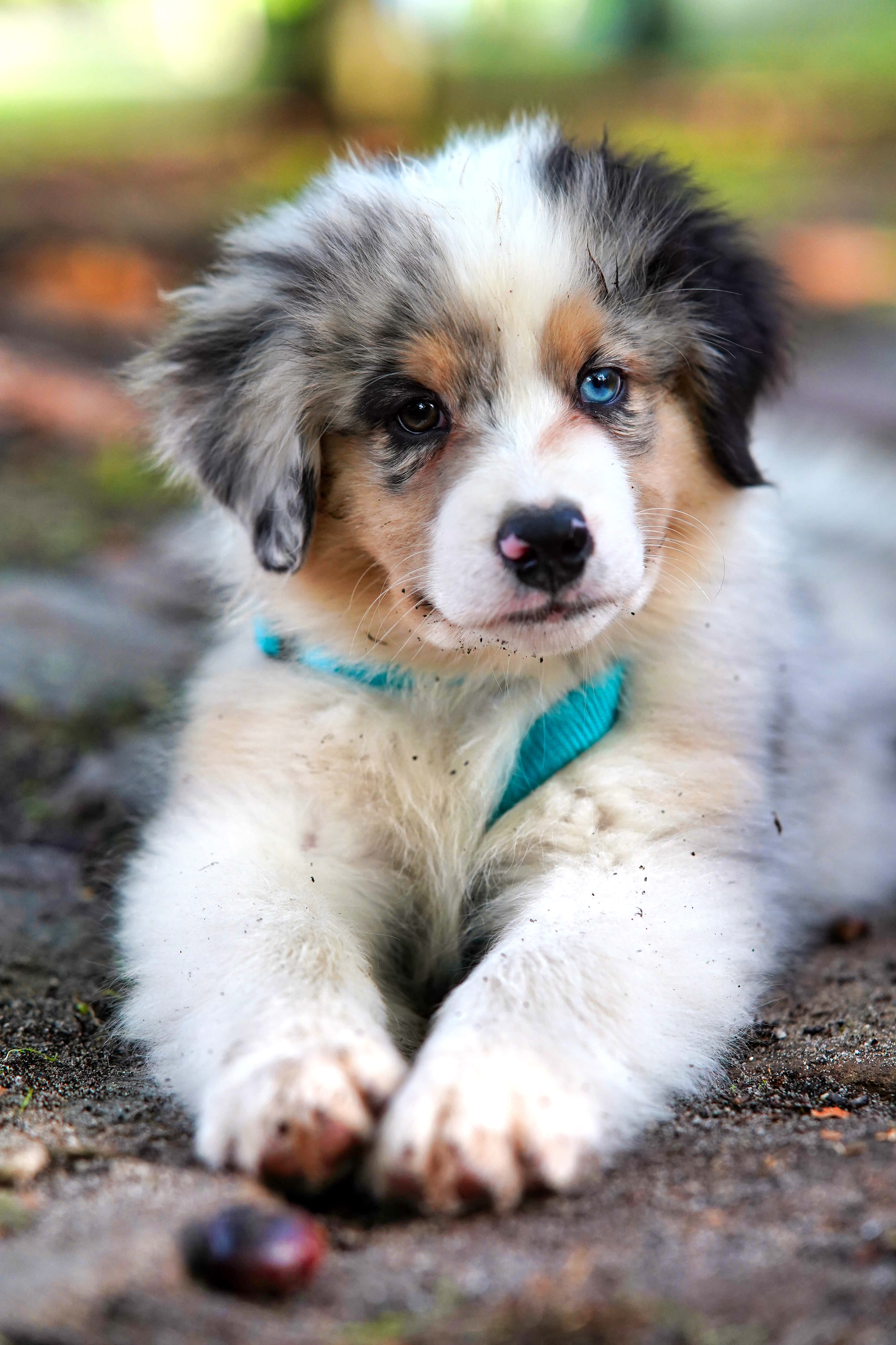puppy dog eyes 桌布 壁紙 — 一隻毛茸茸的藍眼梅爾色小狗，戴著青綠色胸背帶，躺在泥土地上。