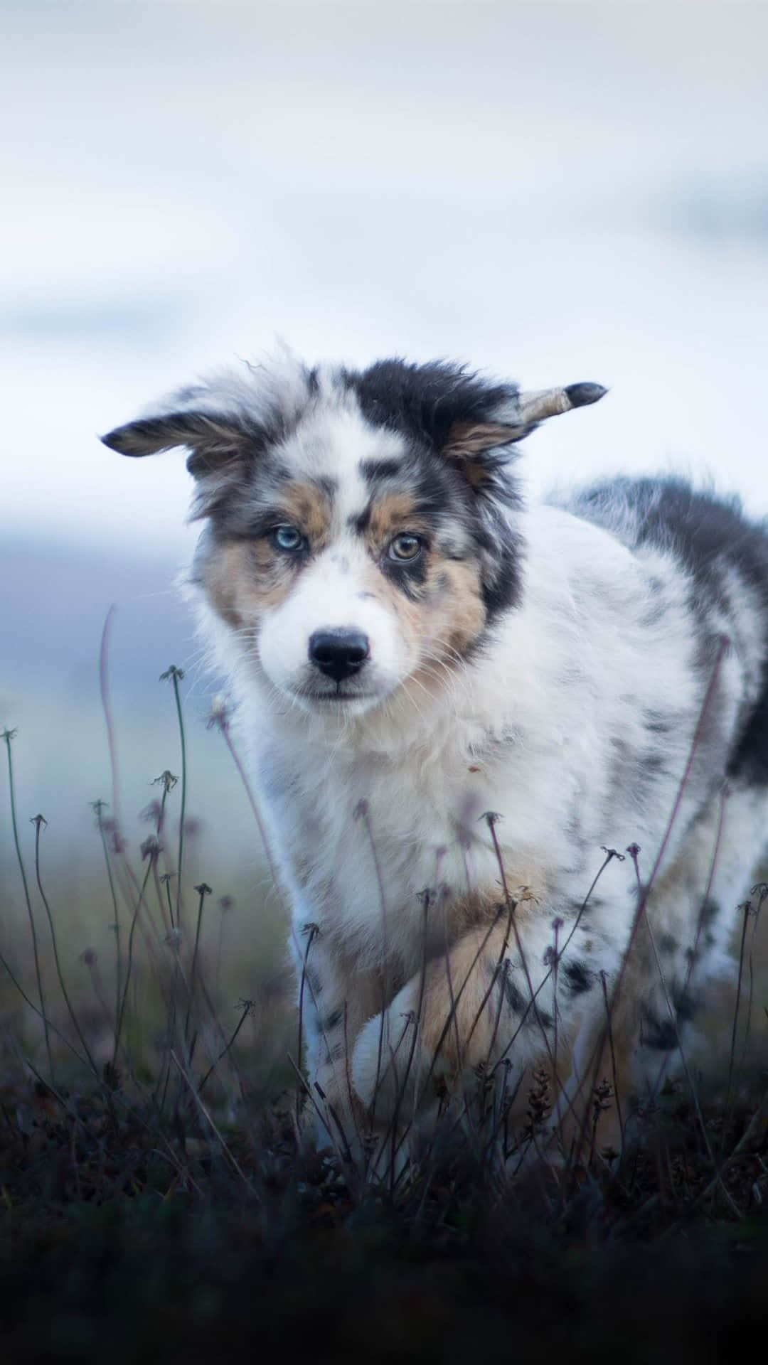 小狗 桌布 壁紙 — 一隻毛茸茸的藍眼澳洲牧羊犬幼犬，帶有梅爾斑紋，在柔和的陰天下警覺地站在高高的草叢中。