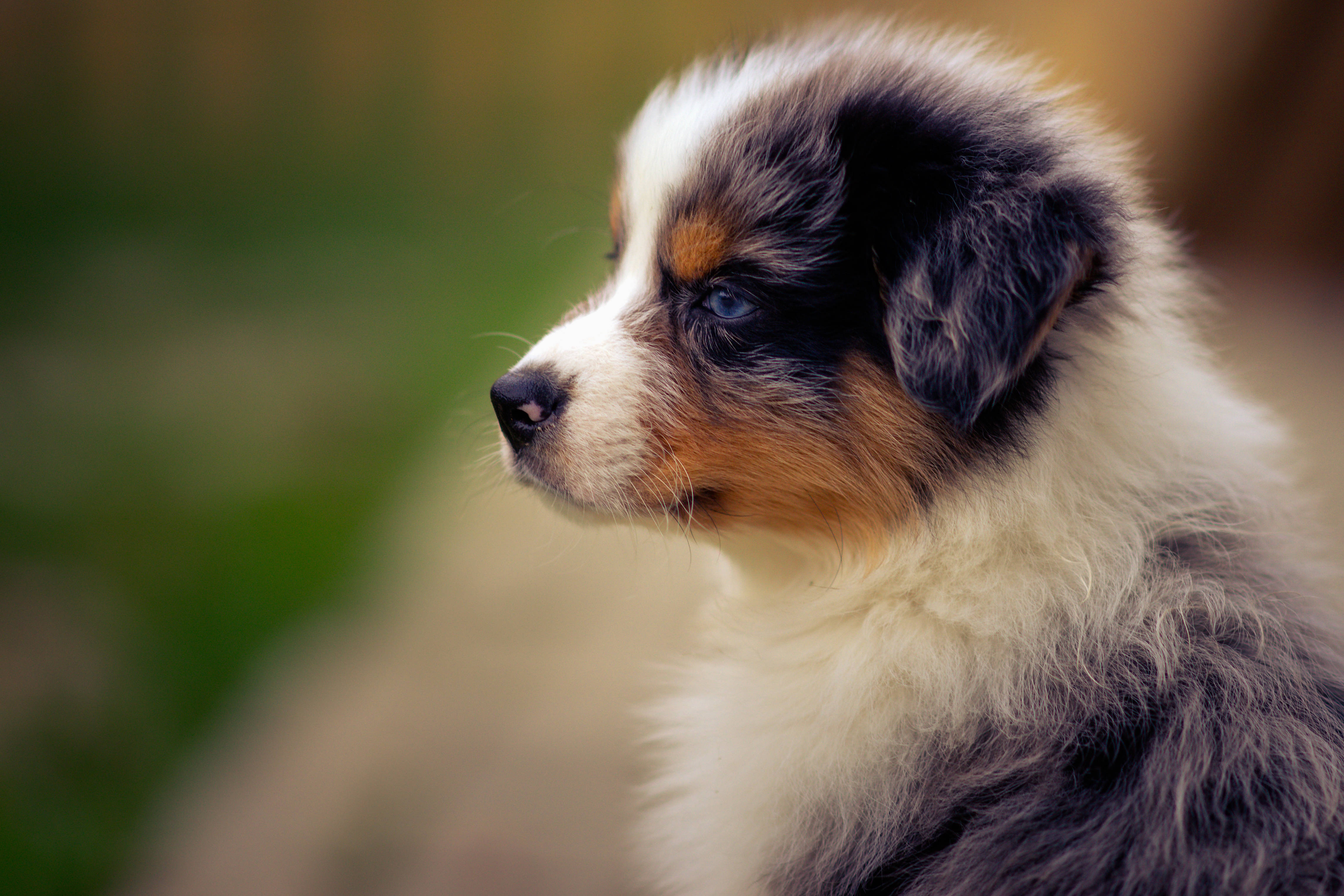 Cute Puppy 桌布 壁紙 — 一隻毛茸茸的藍眼澳洲牧羊犬幼犬的特寫，在柔和的模糊綠色背景下若有所思地凝視。