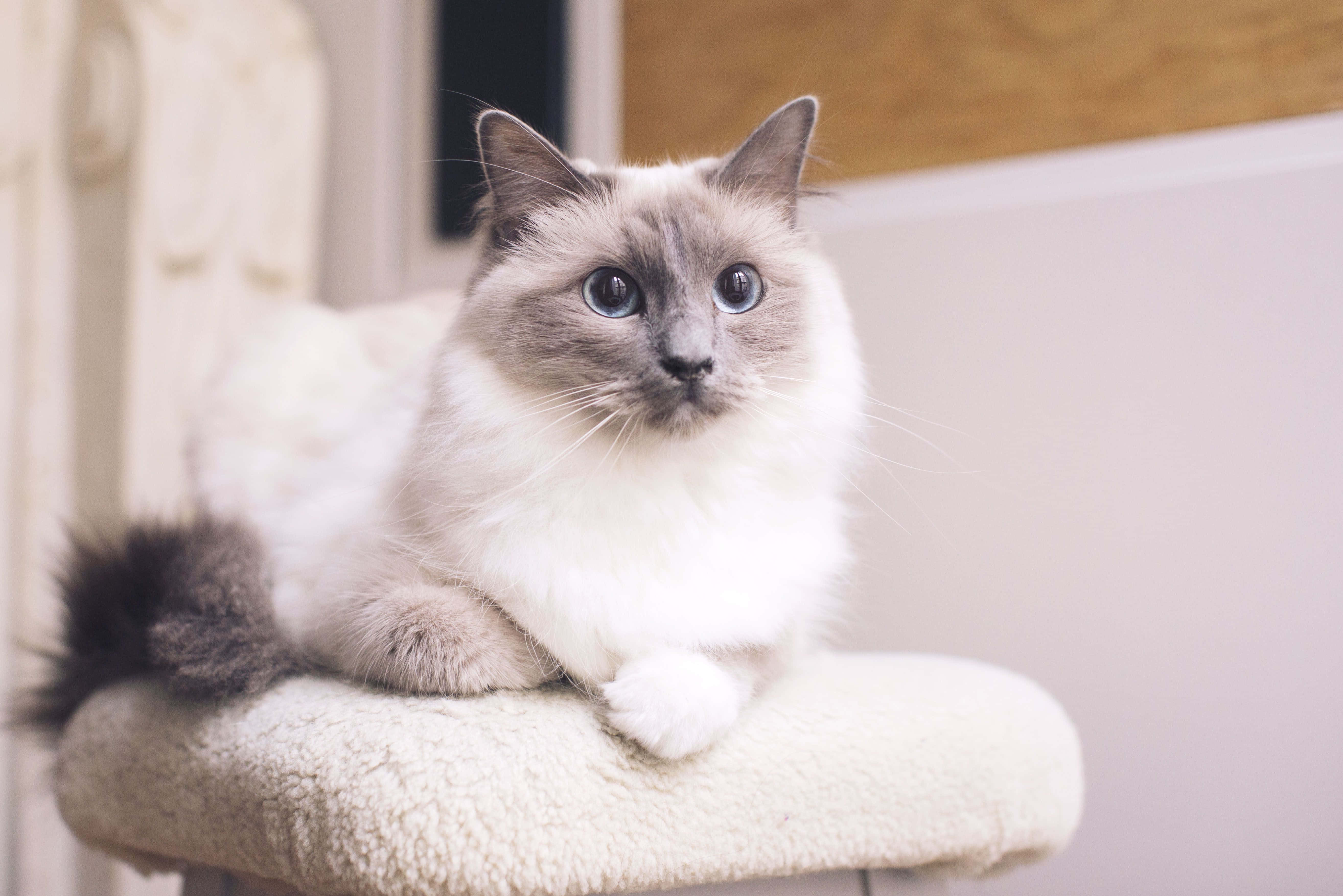 Ragdoll 桌布 壁紙 — 一隻毛茸茸的藍眼灰點貓在溫暖照明的室內環境中，威風凜凜地躺在柔軟的奶油色棲木上。