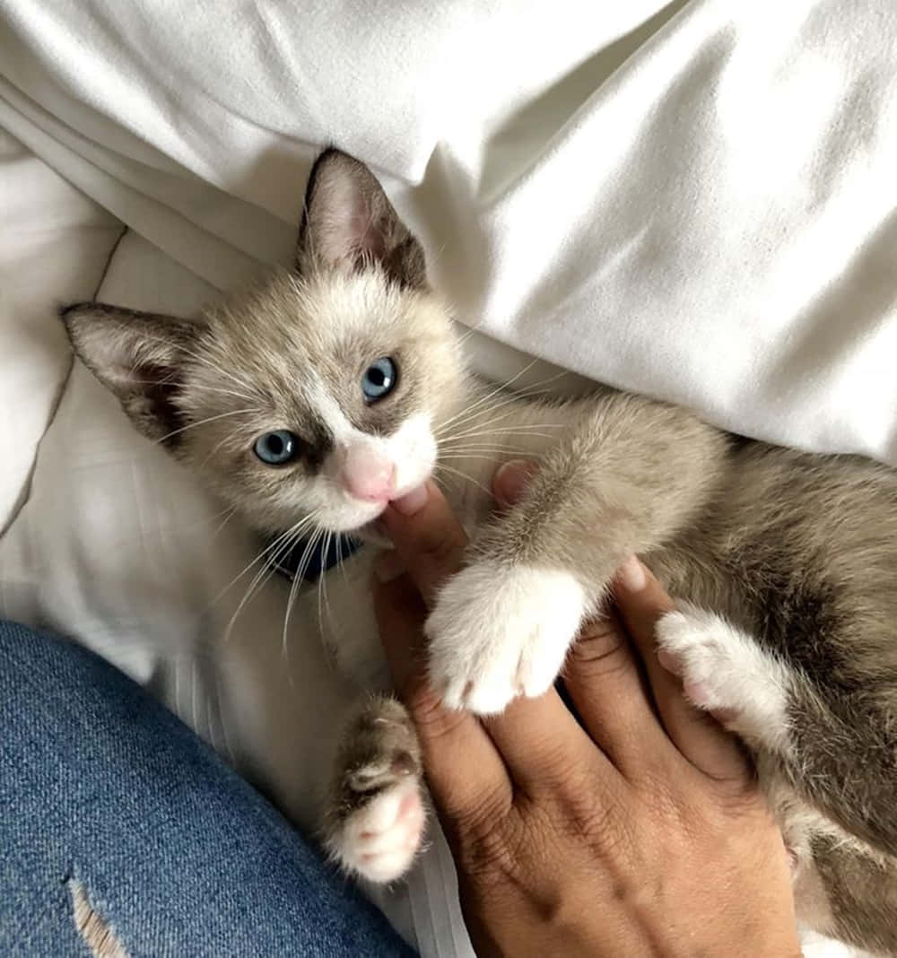Snowshoe Cat 桌布 壁紙 — 一隻毛茸茸的藍眼白爪小貓，輕輕地躺在柔軟白色床單上的人手中。