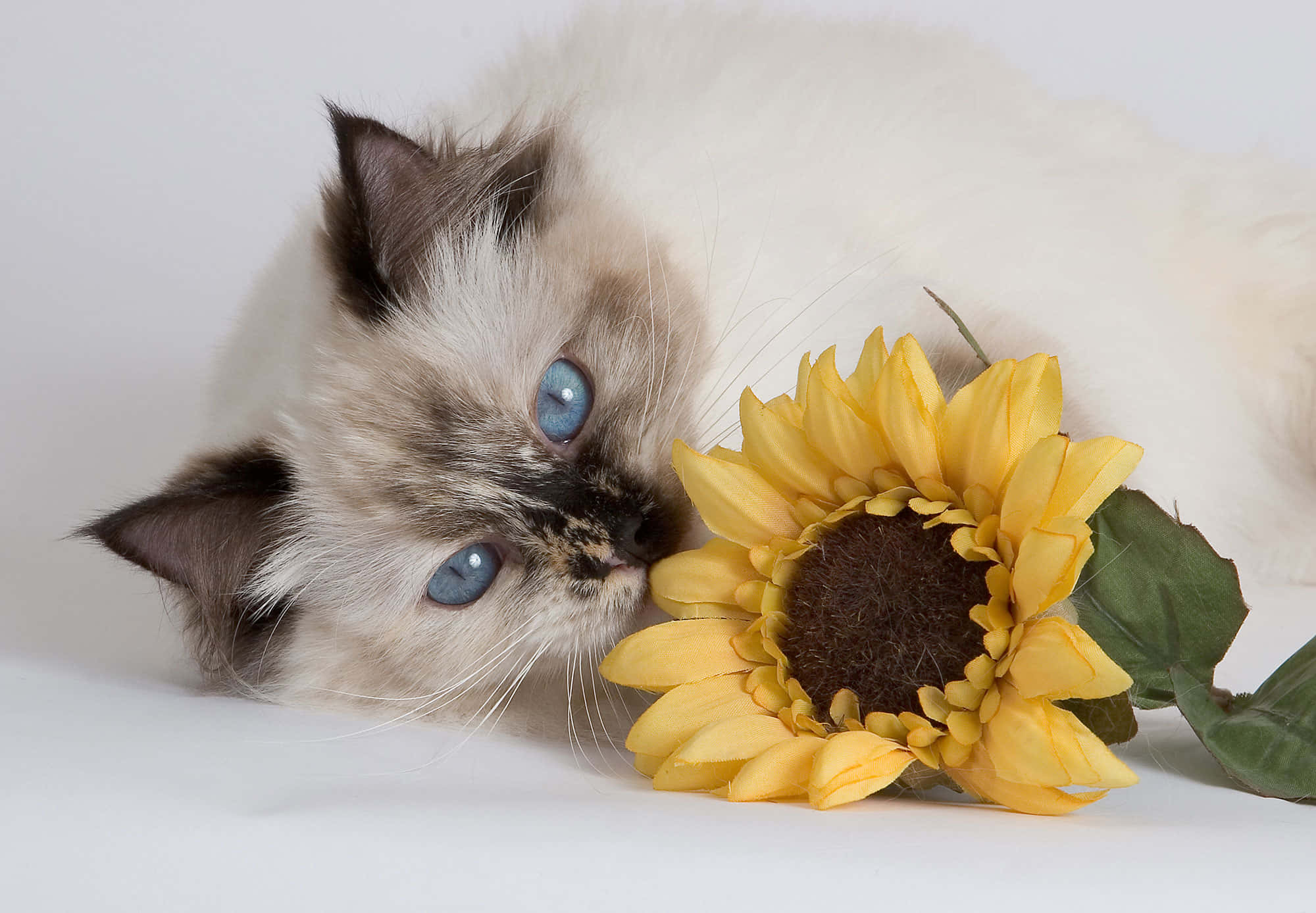 Beautiful Cats 桌布 壁紙 — 一隻毛茸茸的藍眼貓咪在潔白背景前輕輕地用鼻子蹭著一朵鮮黃色的向日葵。