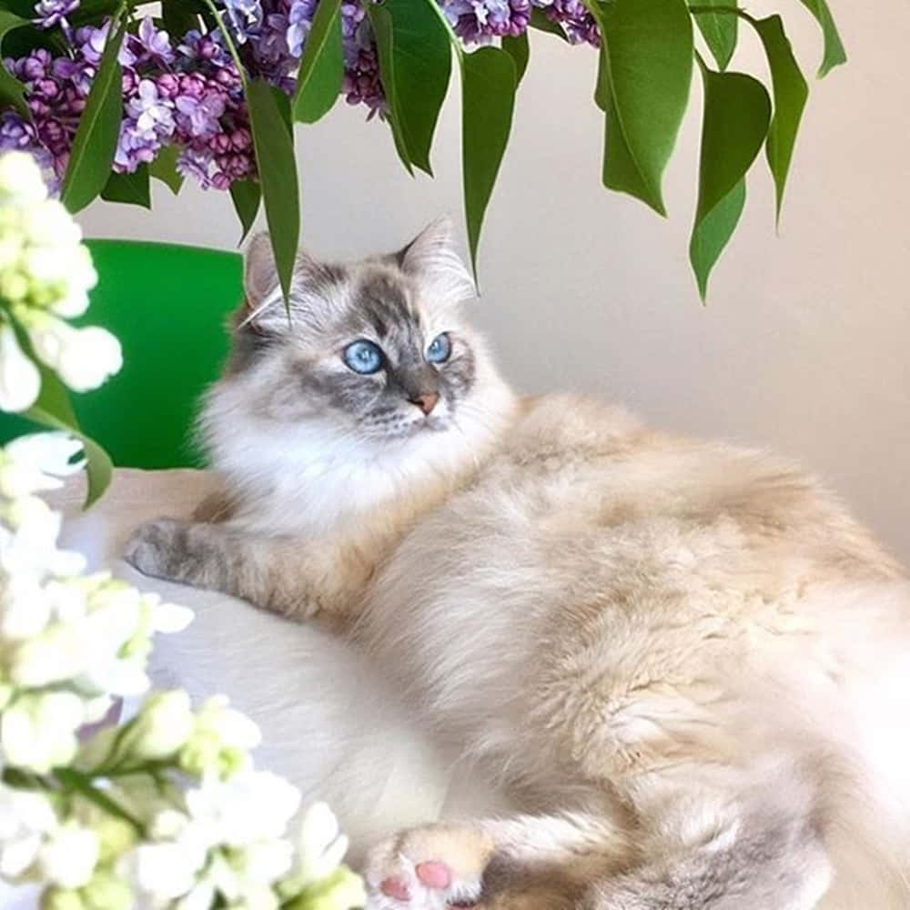 Thai Lilac Cat 桌布 壁紙 — 一隻毛茸茸的藍眼貓咪在紫色和白色的丁香花瀑布下平靜地躺臥。