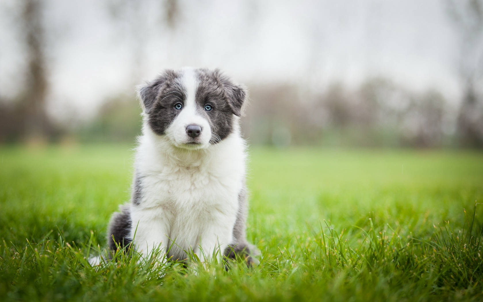 Grass 桌布 壁紙 — 一隻毛茸茸的藍眼邊境牧羊犬幼犬，專注地坐在鮮綠色的草地上，背景柔和模糊。