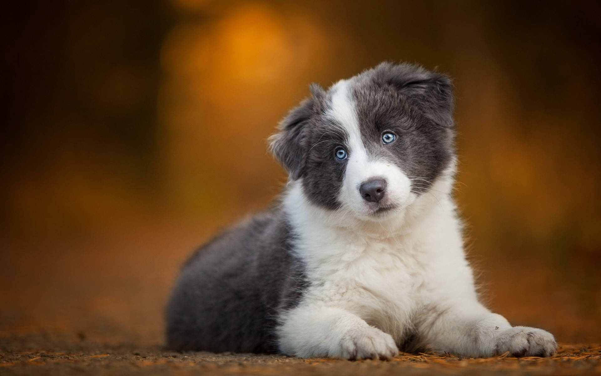 狗 桌布 壁紙 — 一隻毛茸茸的藍眼邊境牧羊犬幼犬，帶有灰色和白色的毛髮，躺在泥土地上，背景是溫暖的金色模糊背景。