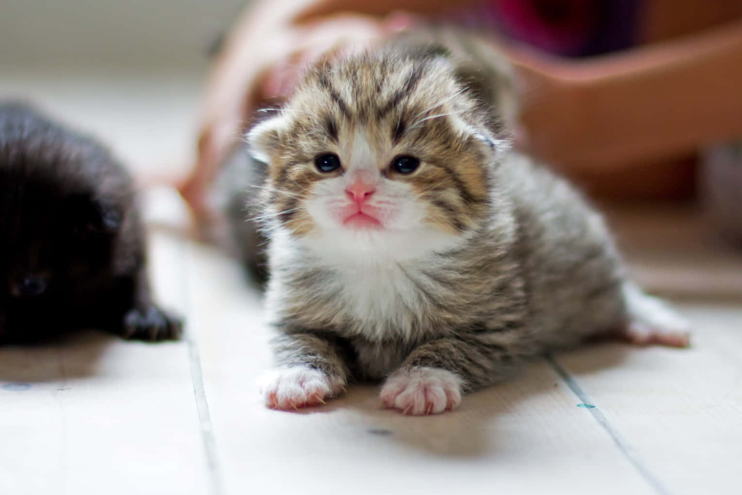 baby cat 桌布 壁紙 — 一隻毛茸茸的虎斑小貓，大眼睛，坐在淺色木地板上直視鏡頭，附近有一隻黑色小貓在休息。