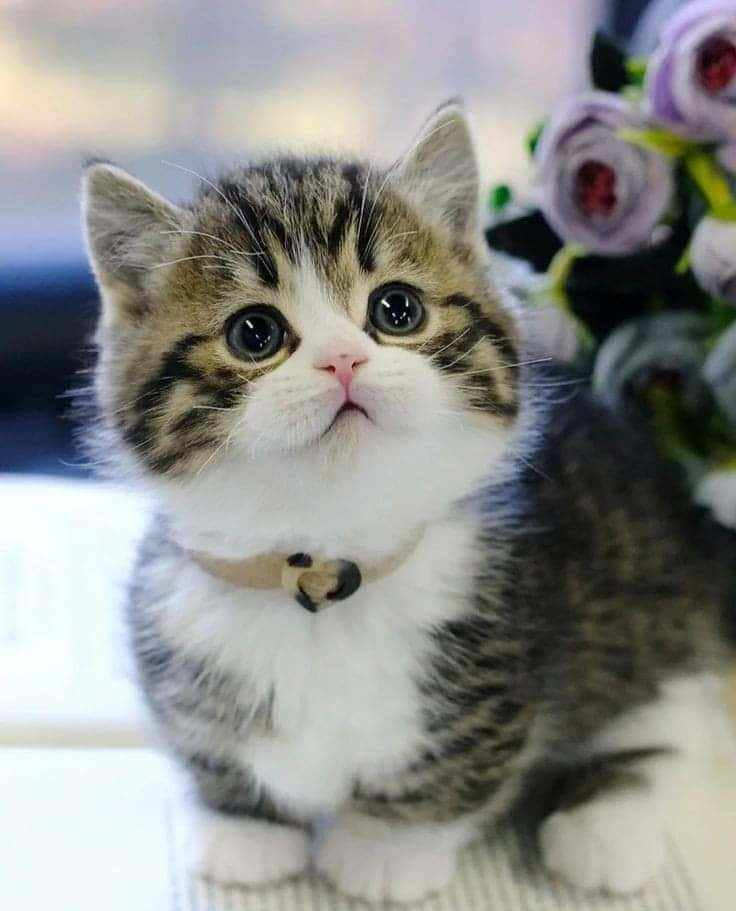 Cute Cat 桌布 壁紙 — 一隻毛茸茸的虎斑小貓，有大圓眼睛和白色胸部，好奇地抬頭看著旁邊的紫色花朵。