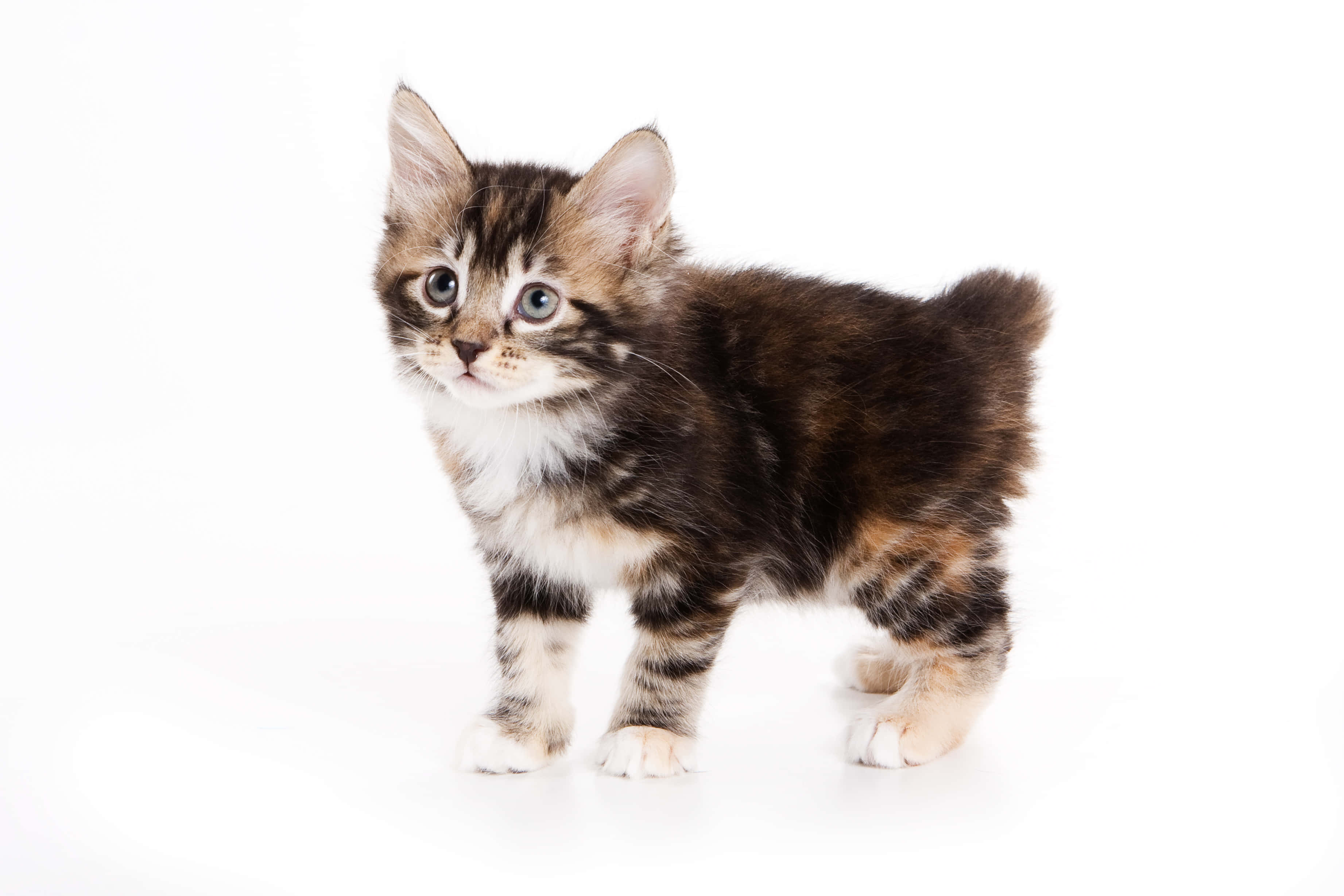 Japanese Bobtail 桌布 壁紙 — 一隻毛茸茸的虎斑小貓，有著大大的藍色眼睛，警覺地站在純白色背景前。