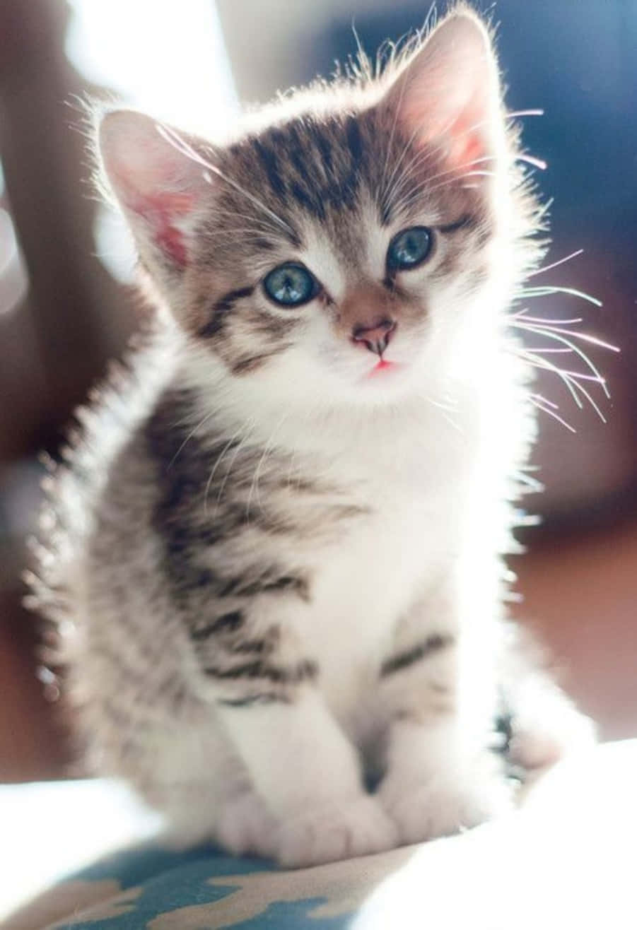 baby cat 桌布 壁紙 — 一隻毛茸茸的虎斑小貓，有著引人注目的藍色眼睛，坐在柔和的陽光下，好奇地看著鏡頭。
