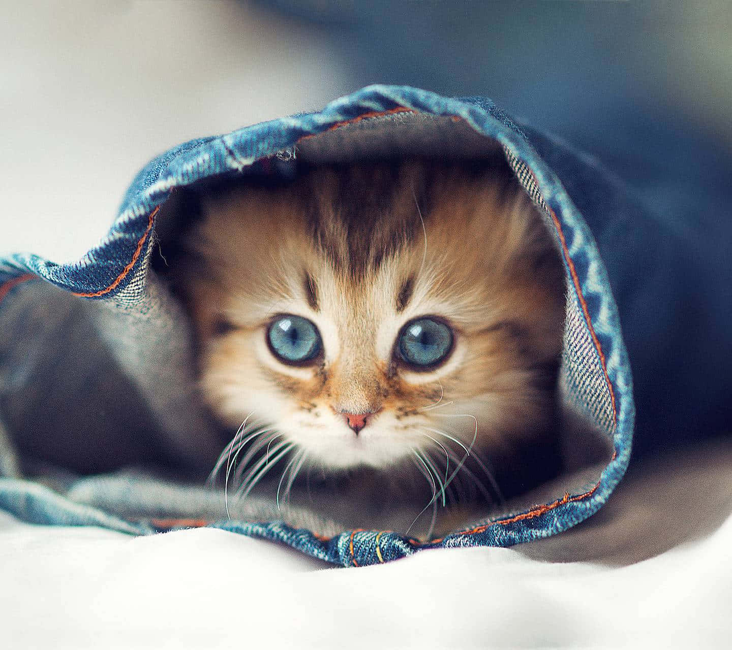 Cute Cat 桌布 壁紙 — 一隻毛茸茸的虎斑小貓，有著引人注目的藍色眼睛，好奇地從牛仔布隧道內探出頭來。