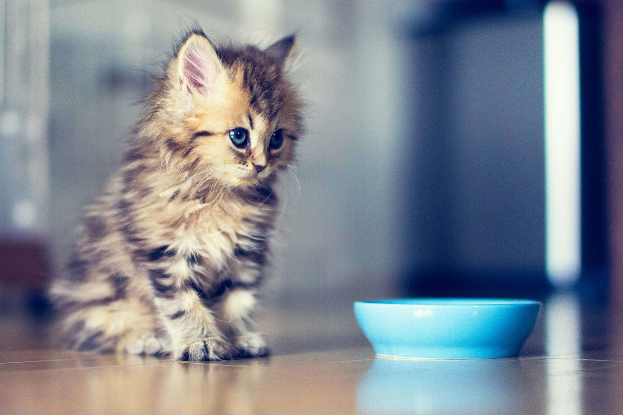 cute kitty 桌布 壁紙 — 一隻毛茸茸的虎斑小貓，有著明亮的藍眼睛，坐在室內木地板上的一個藍色碗旁邊。