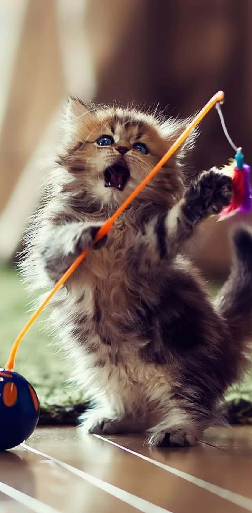 Dancing Cat 桌布 壁紙 — 一隻毛茸茸的虎斑小貓，有著明亮的藍眼睛，在木地板上頑皮地拍打著色彩繽紛的玩具。
