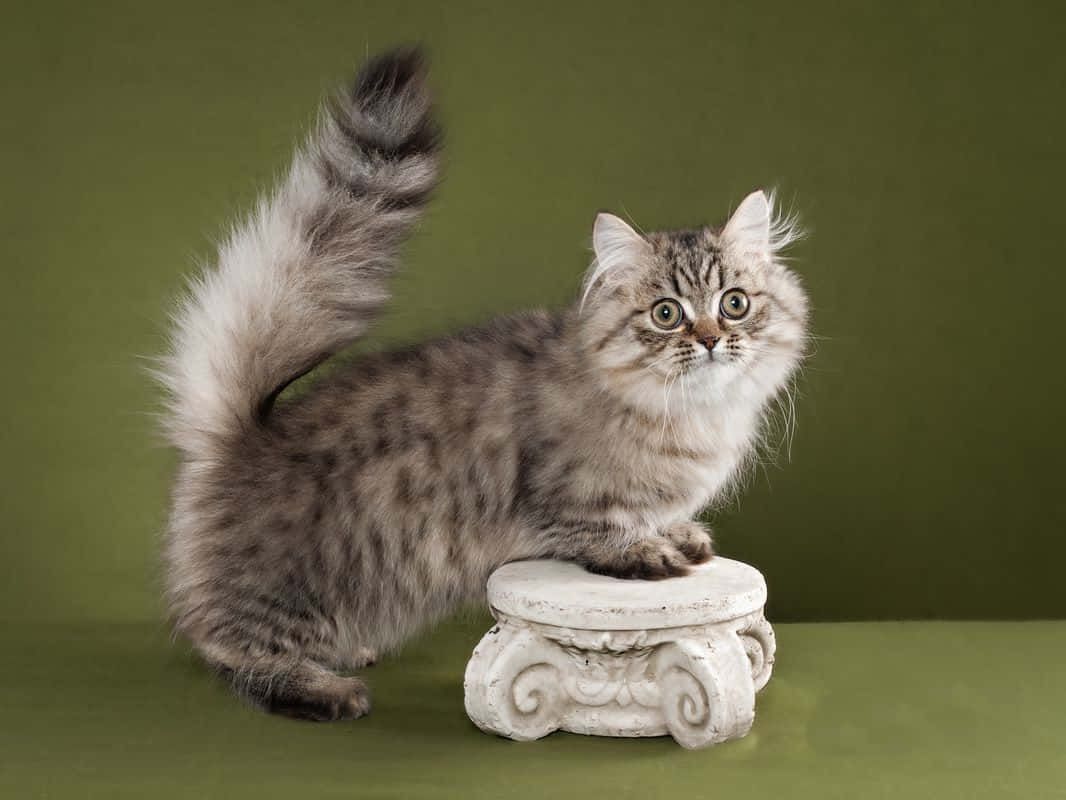 Napoleon Cat 桌布 壁紙 — 一隻毛茸茸的虎斑小貓，有著綠色大眼睛，警覺地站在白色裝飾柱上，背景是純橄欖綠色。