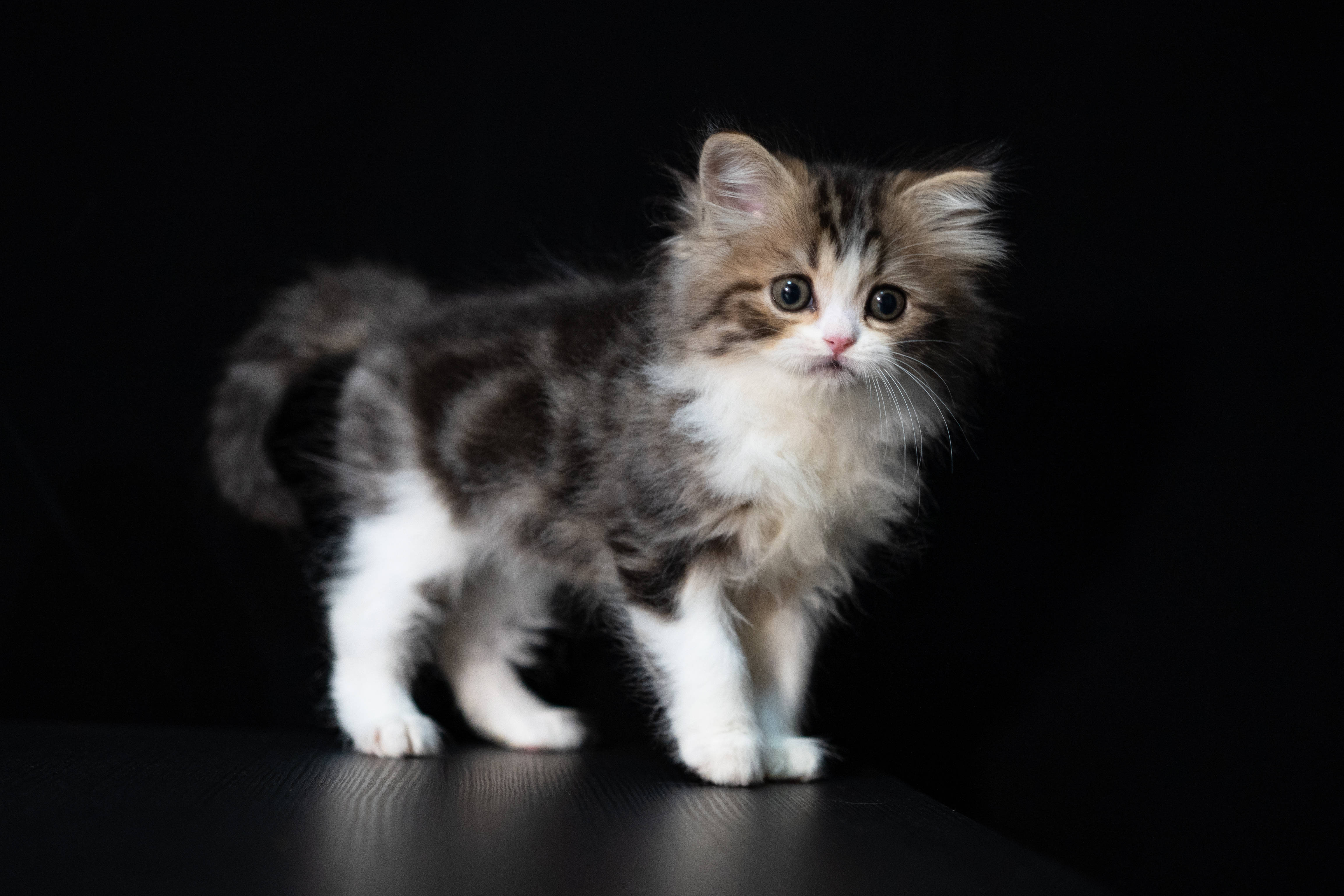 Cute Cat 桌布 壁紙 — 一隻毛茸茸的虎斑小貓，睜大雙眼，警覺地站在純黑色背景前的深色木質表面上。
