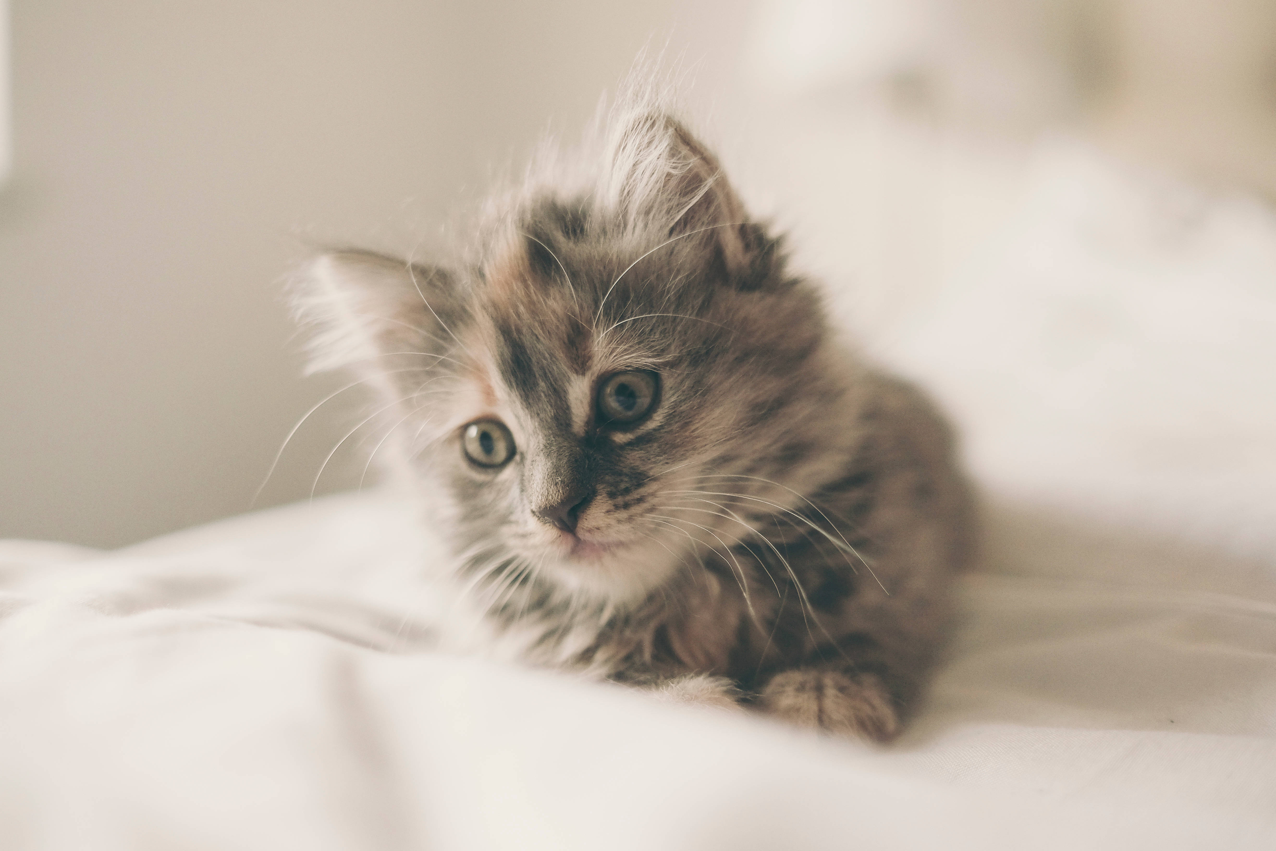 cute good morning 桌布 壁紙 — 一隻毛茸茸的虎斑小貓，睜著好奇的大眼睛，在溫暖明亮的房間裡，躺在柔軟的白色毯子上休息。