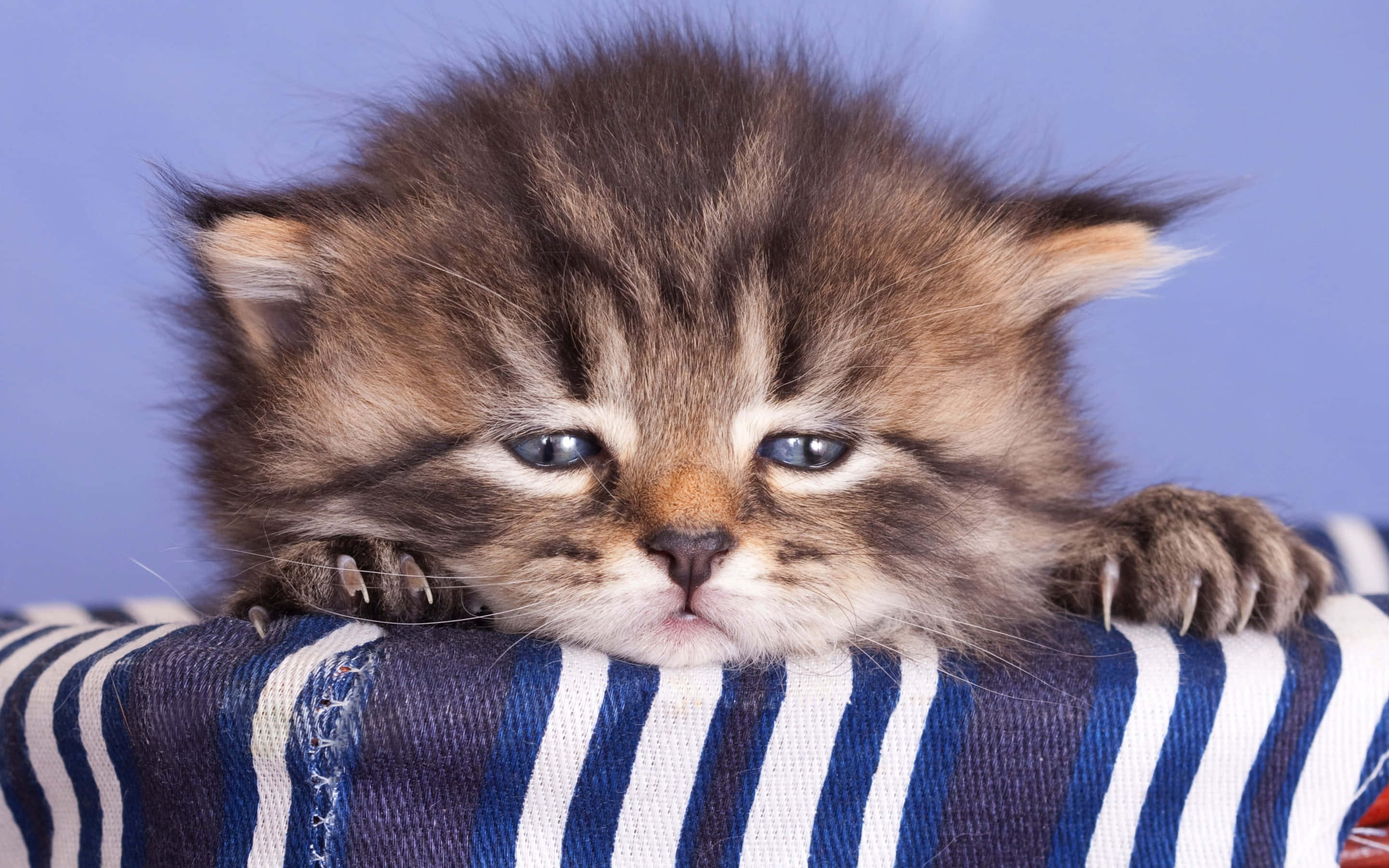 Kitten Cat 桌布 壁紙 — 一隻毛茸茸的虎斑小貓，睜著藍色大眼睛，將爪子放在藍白條紋布料上，背景是純藍色。