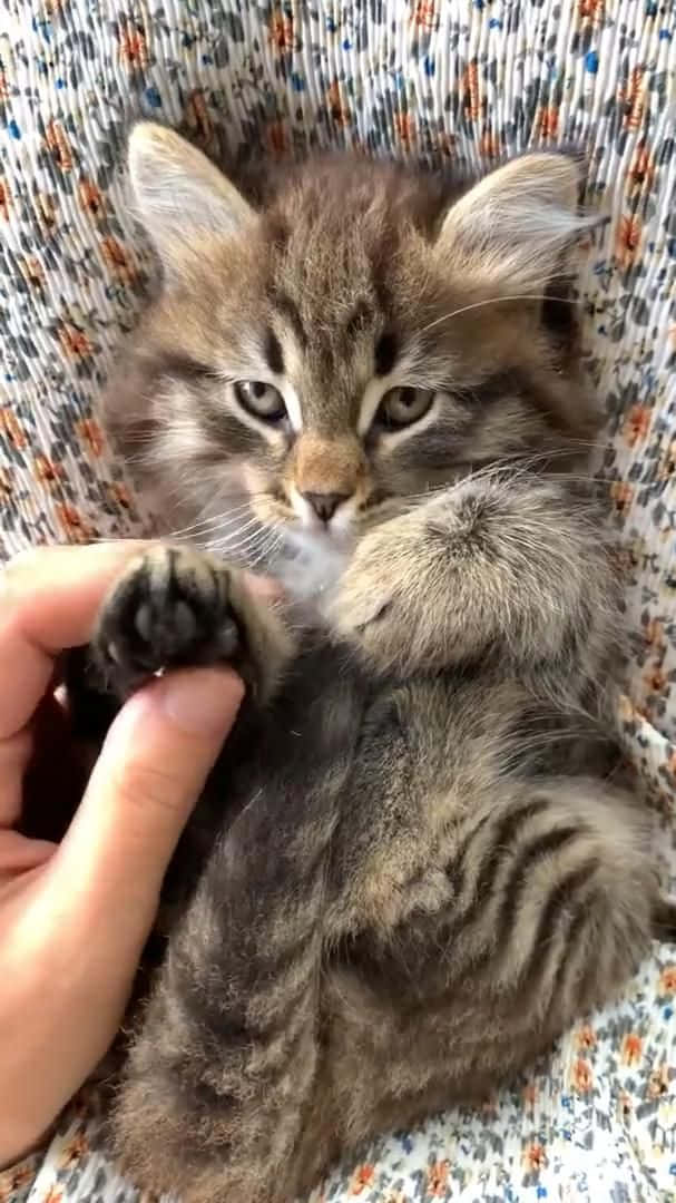 Crazy Cat 桌布 壁紙 — 一隻毛茸茸的虎斑小貓仰臥在圖案布料上，一隻人類的手輕輕握住牠的一隻爪子。