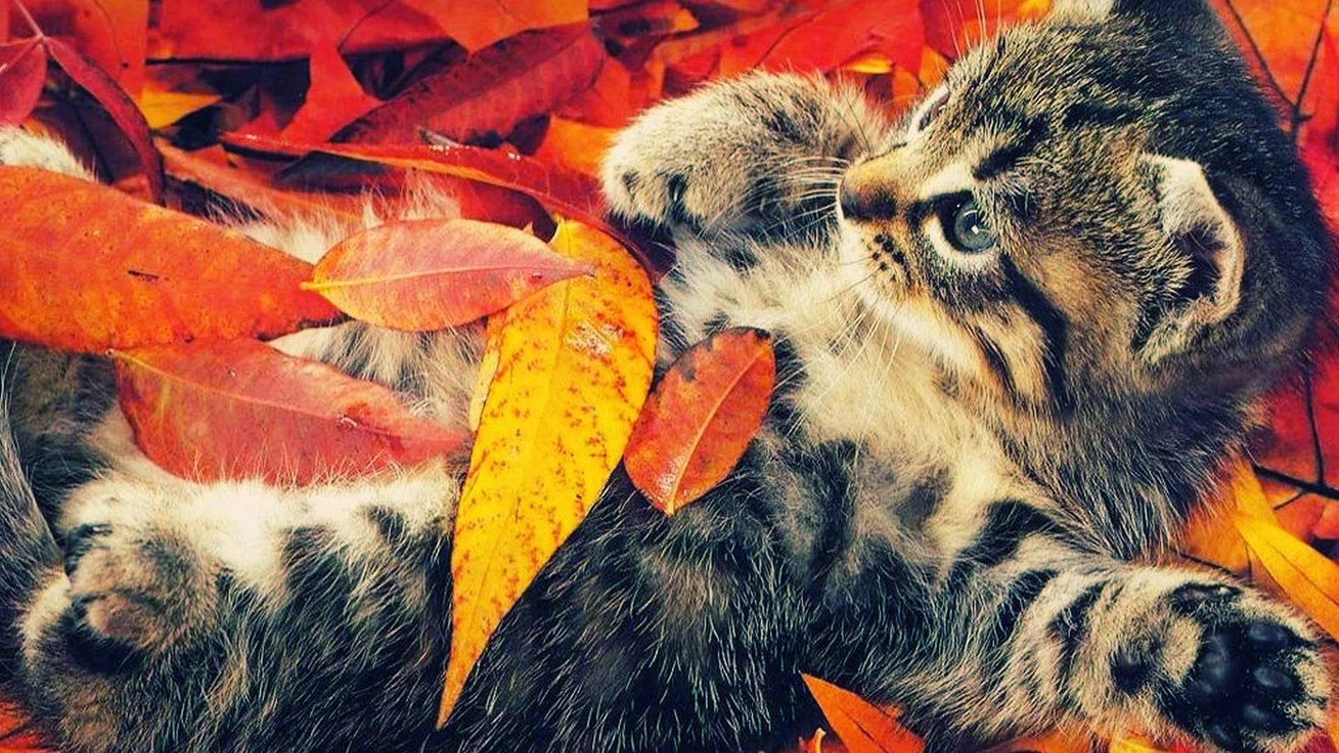 Fall Season 桌布 壁紙 — 一隻毛茸茸的虎斑小貓咪，頑皮地依偎在鮮豔的橙色和紅色秋葉中。