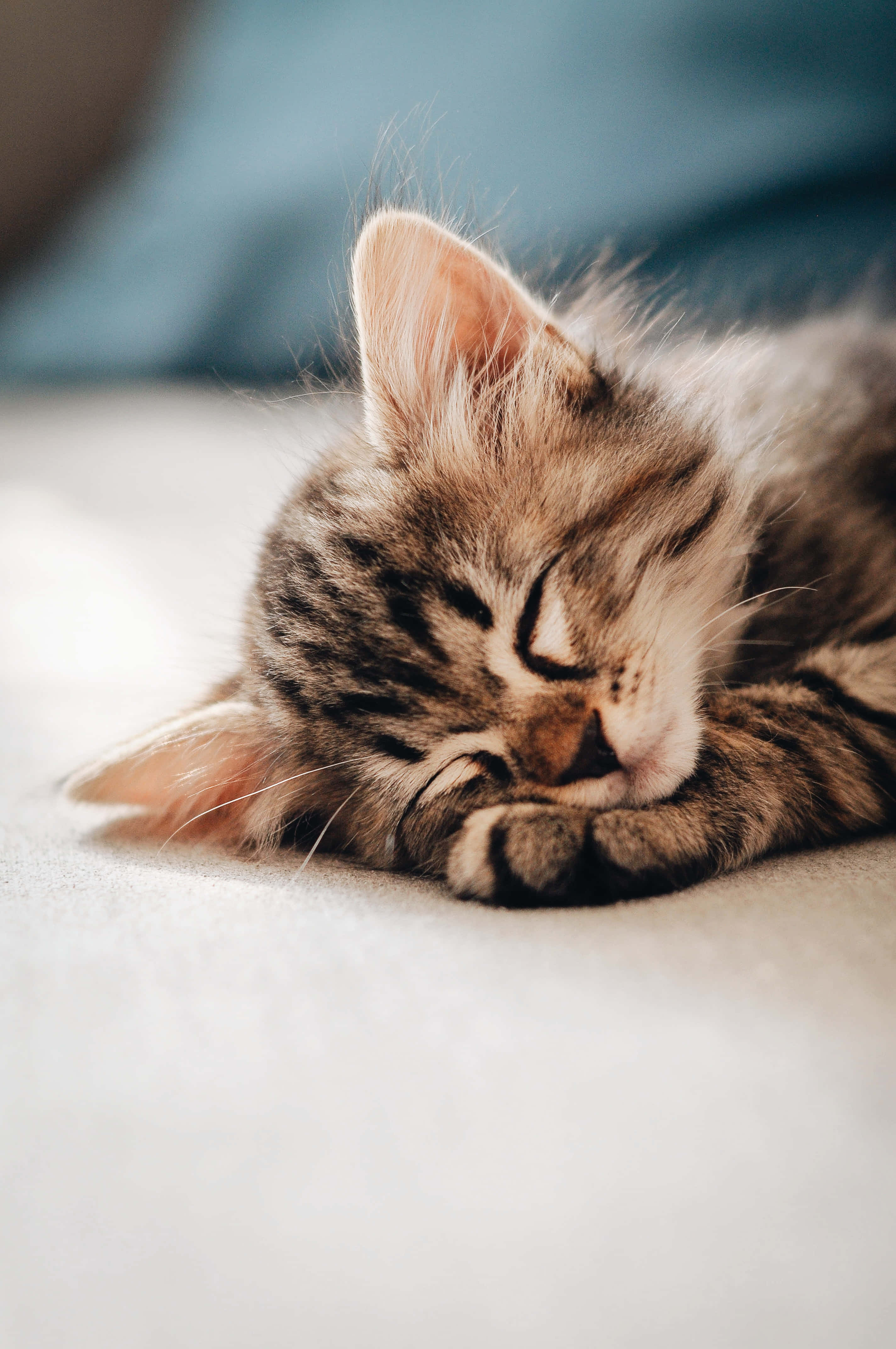 Beautiful Cats 桌布 壁紙 — 一隻毛茸茸的虎斑小貓在柔軟的白色表面上蜷縮著安詳地睡覺，背景是模糊的藍色。