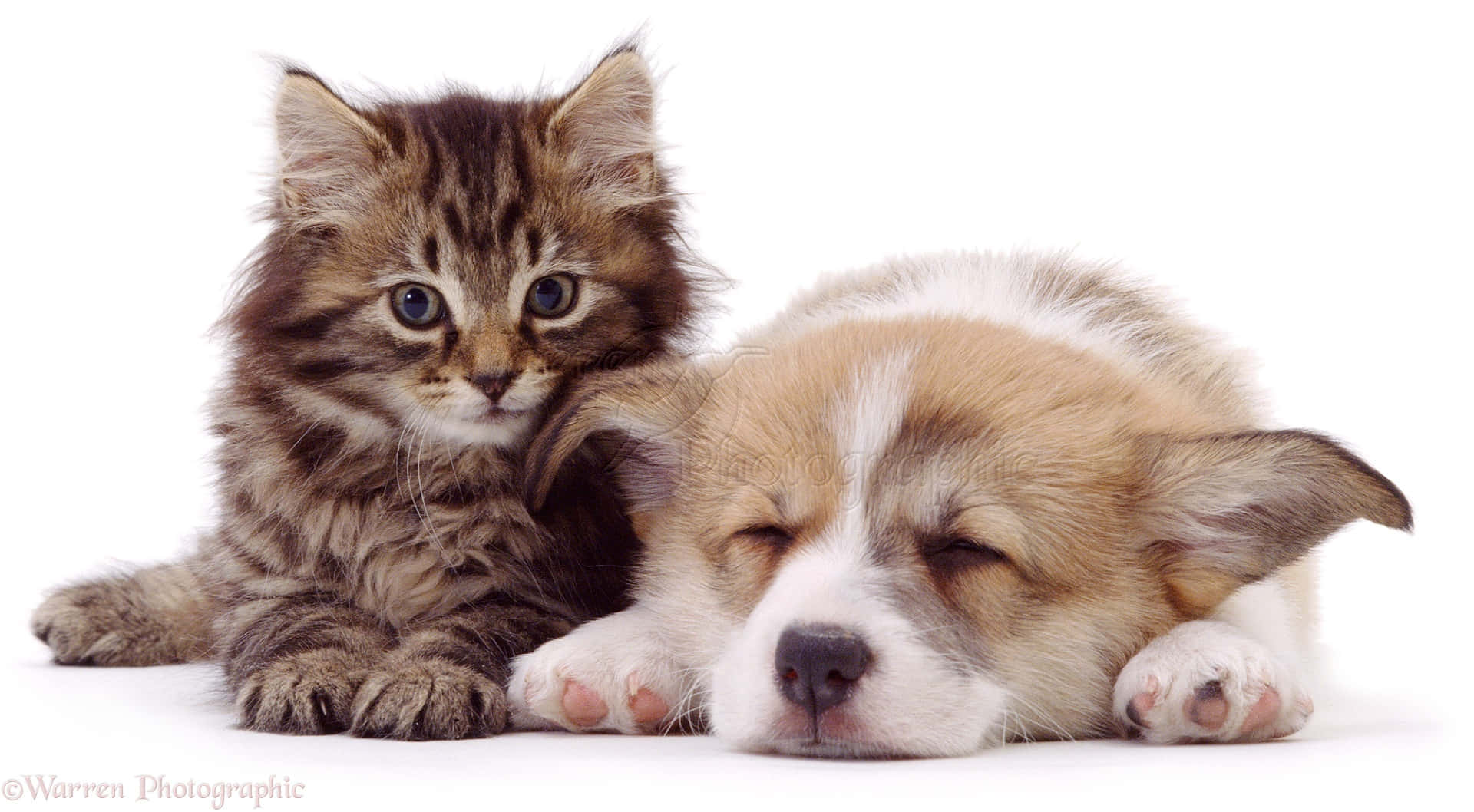 Kitten And Puppy 桌布 壁紙 — 一隻毛茸茸的虎斑小貓警覺地凝視著旁邊一隻正在睡覺的柯基小狗，背景是純白色。