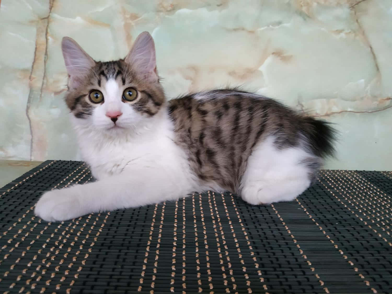 Kurilian Bobtail 桌布 壁紙 — 一隻毛茸茸的虎斑白色小貓，擁有大的琥珀色眼睛，在黑色編織墊上放鬆，背景是大理石牆。